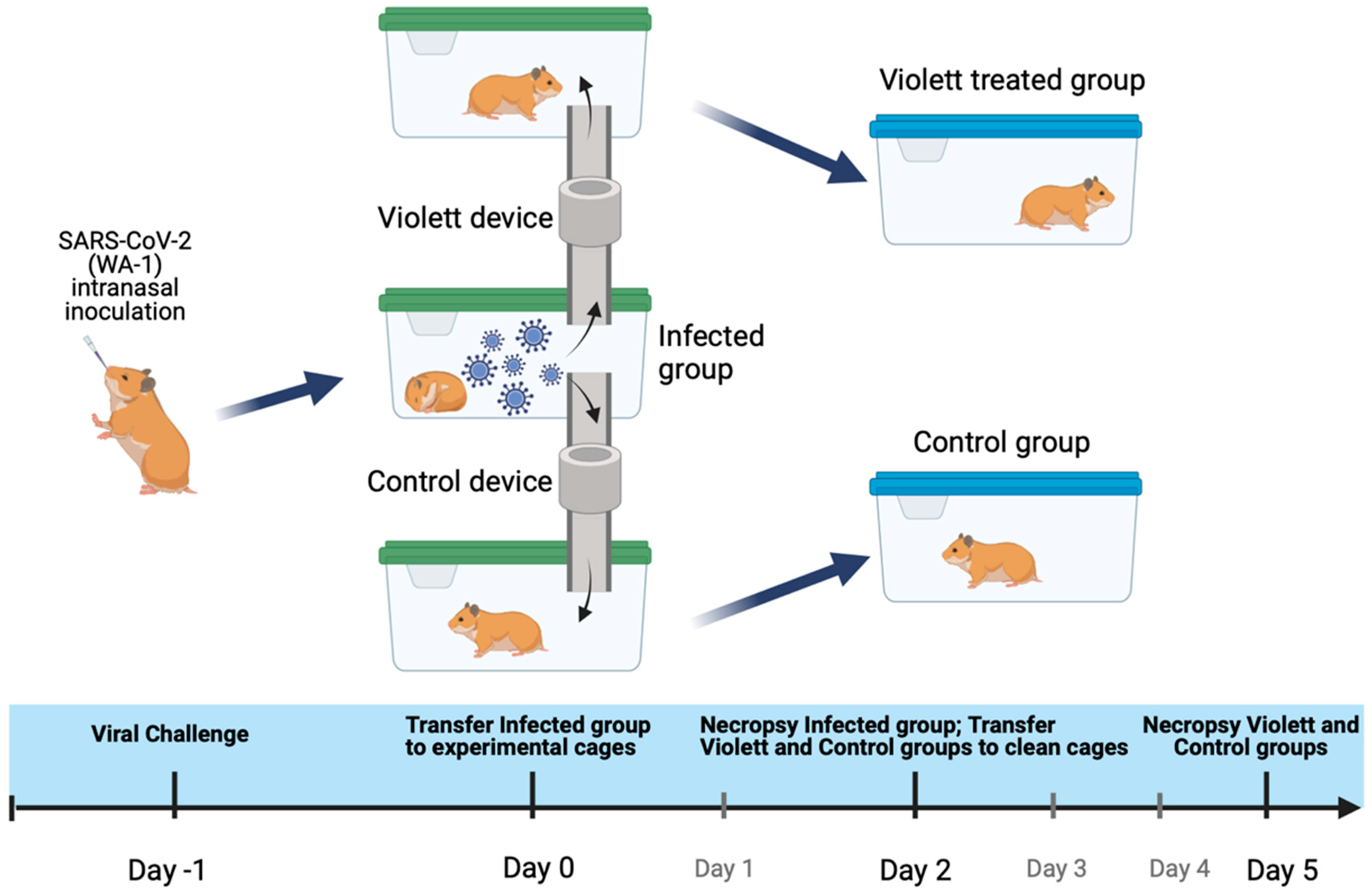 Viruses 16 00089 g002