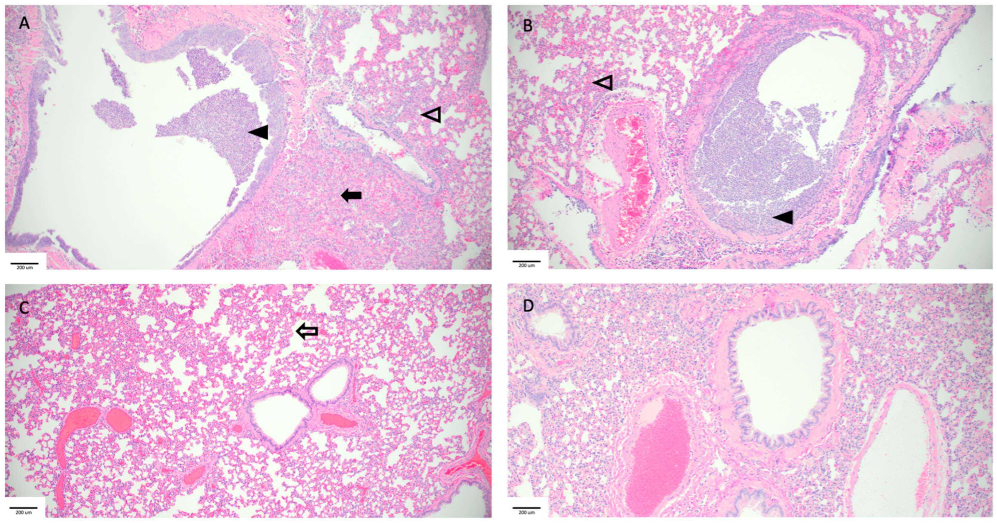 Viruses 16 00089 g006