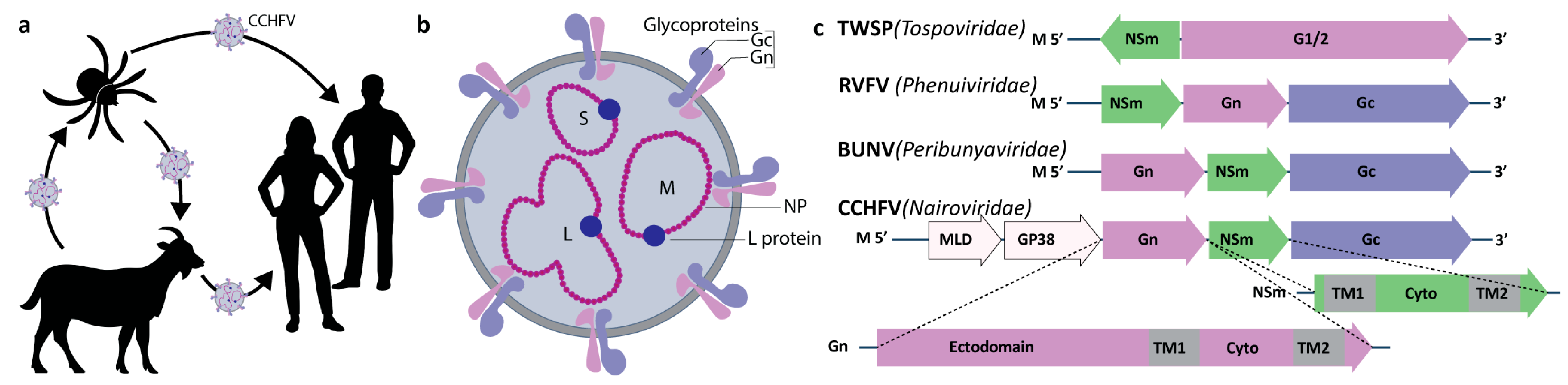 Viruses 16 00090 g001