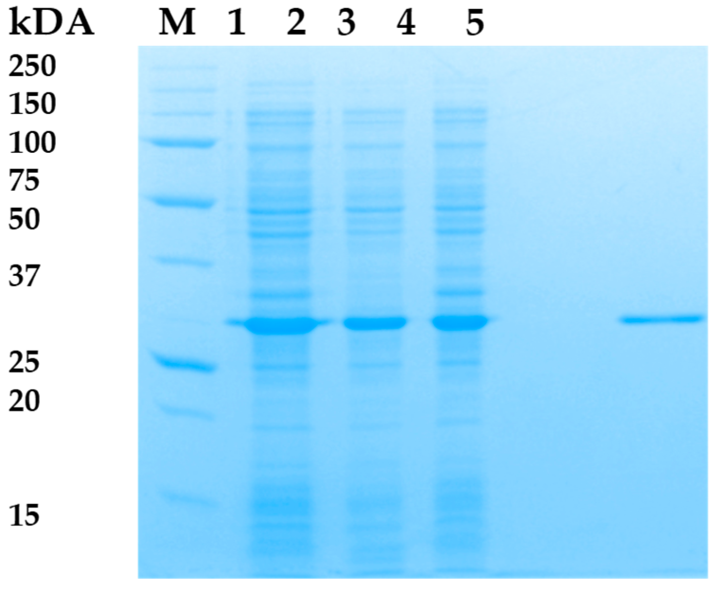 Viruses 16 00093 g002