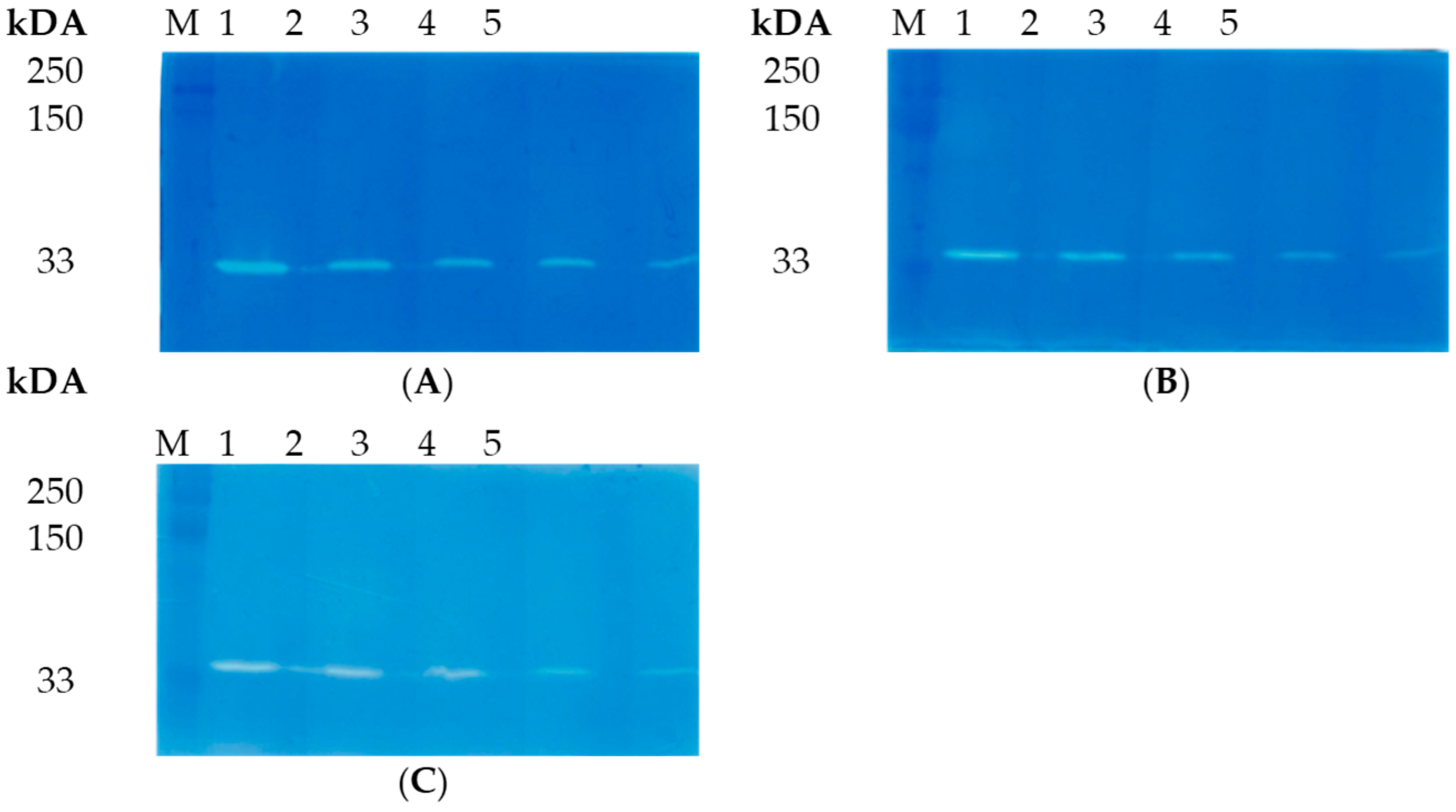 Viruses 16 00093 g003