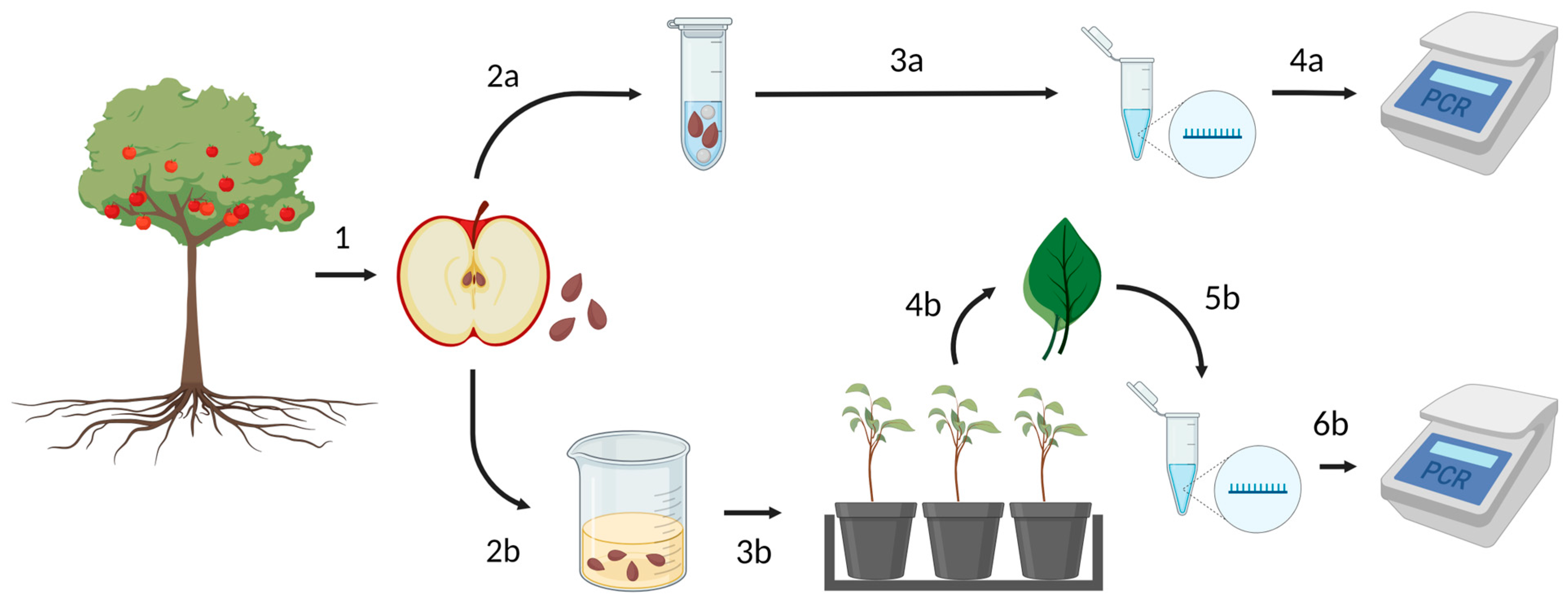 Viruses 16 00095 g001