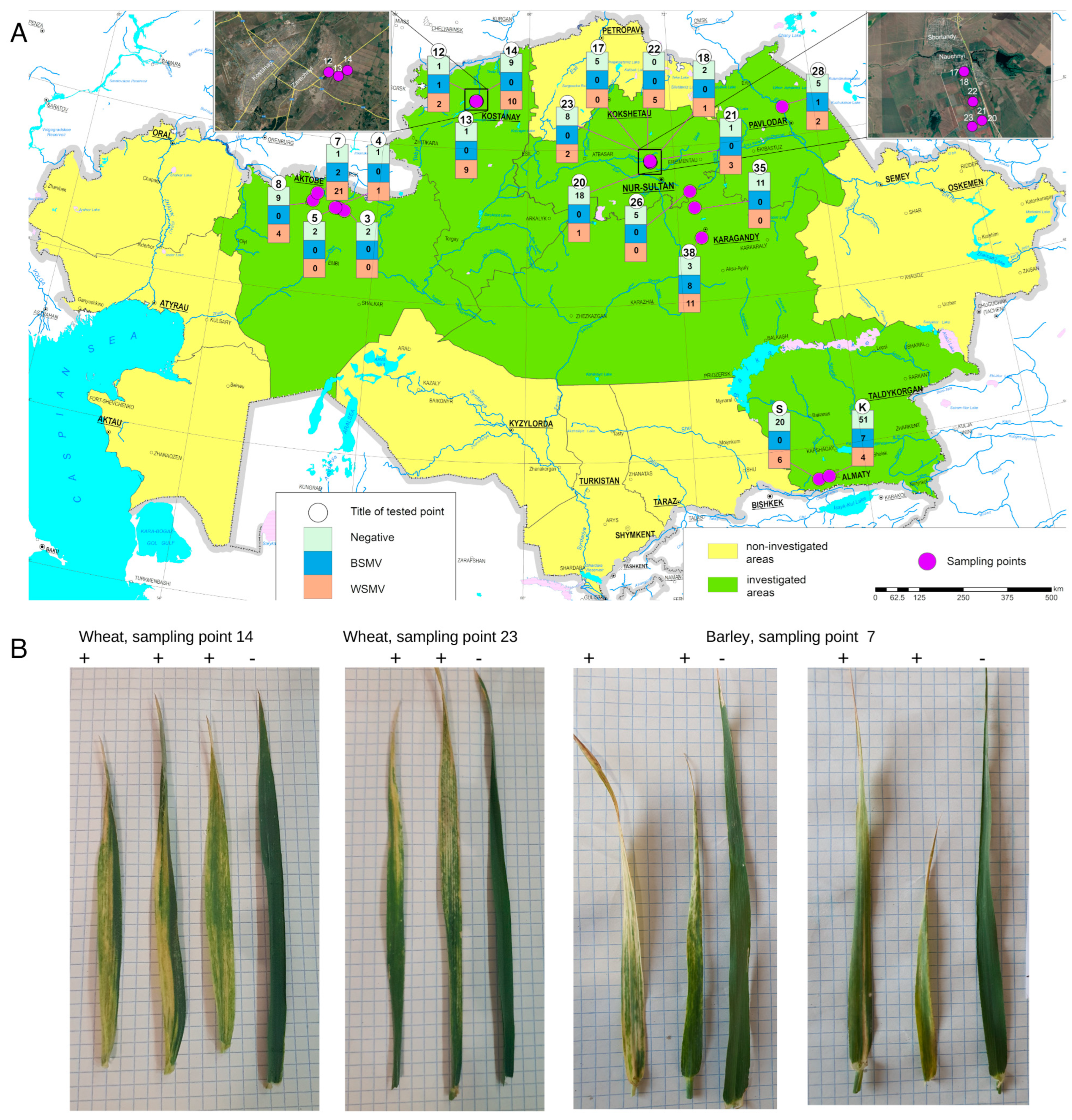 Viruses 16 00096 g001