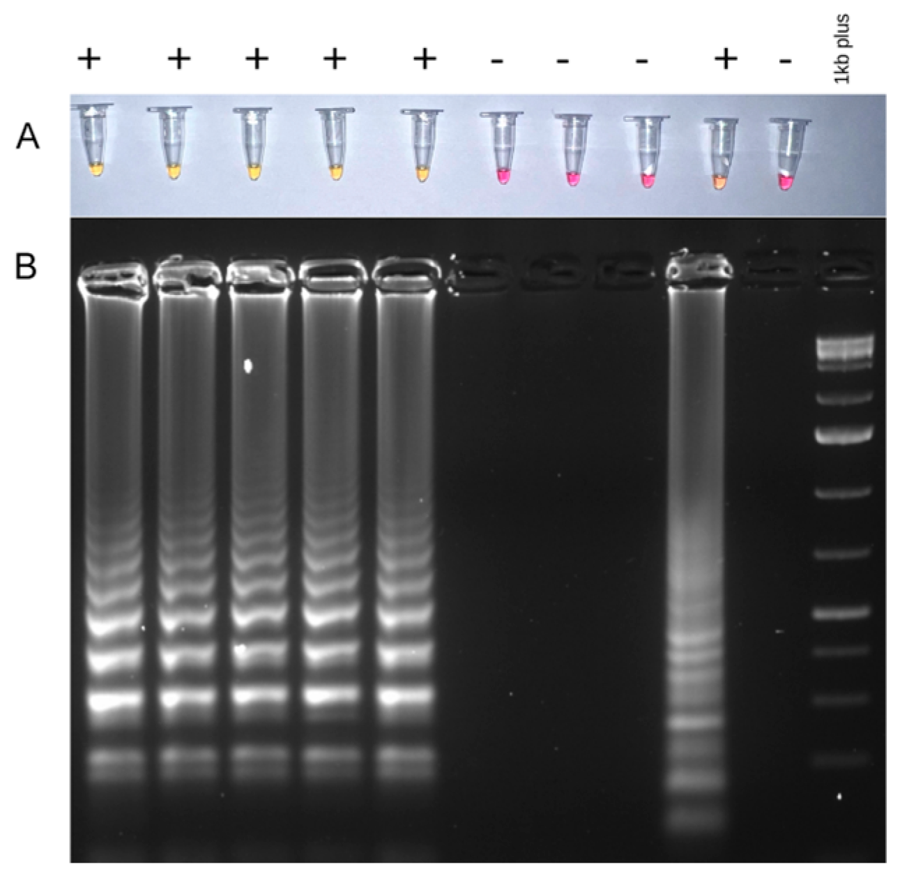 Viruses 16 00096 g003