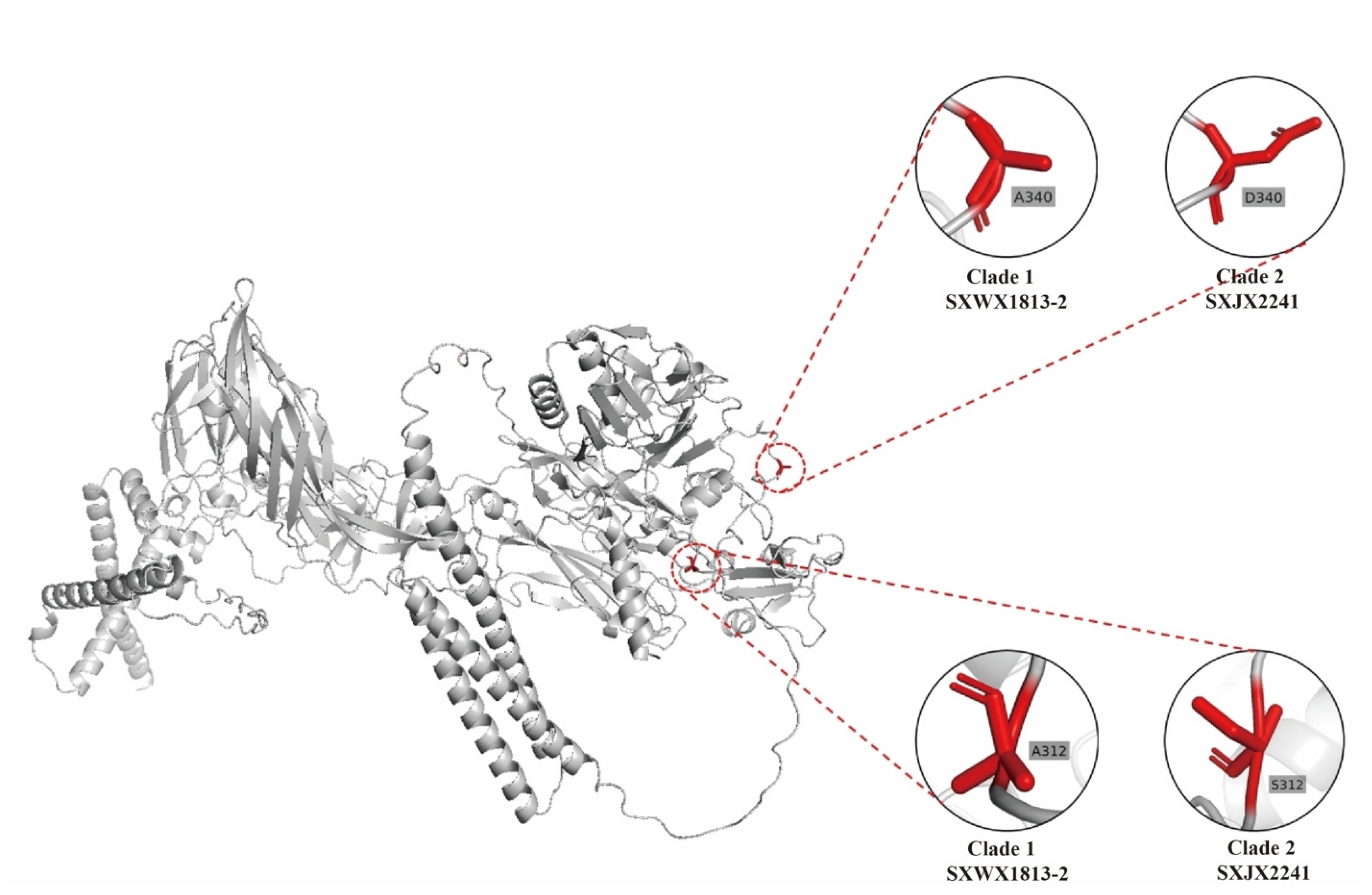 Viruses 16 00103 g004