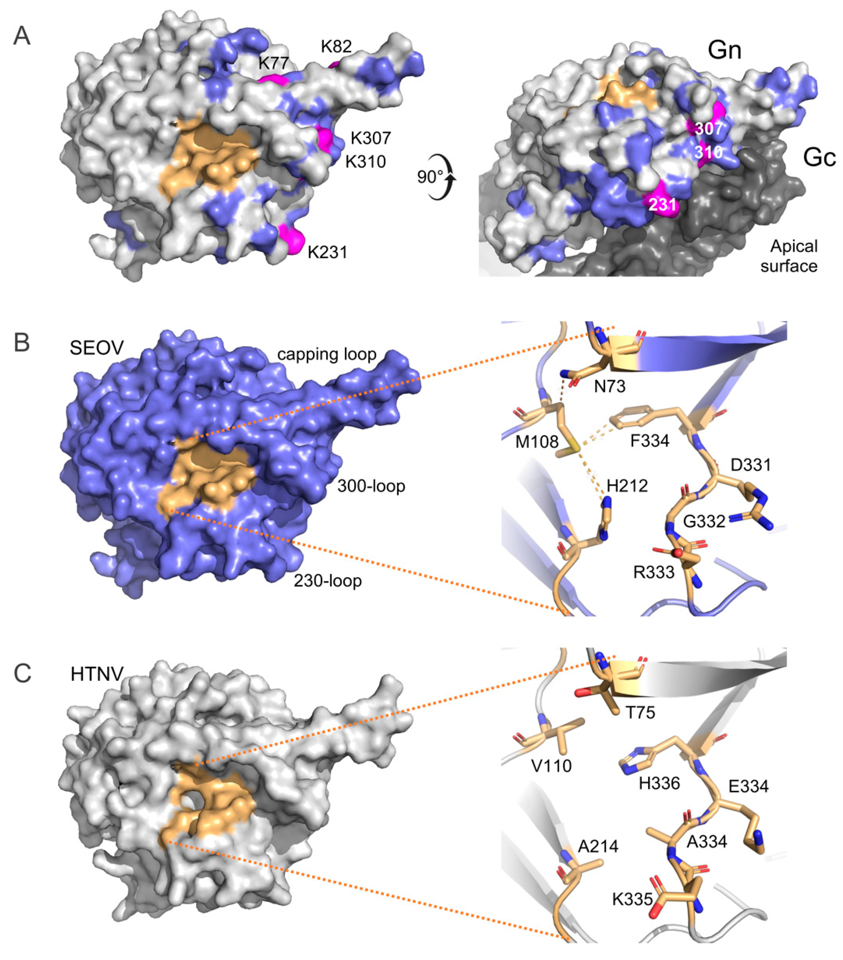 Viruses 16 00105 g004