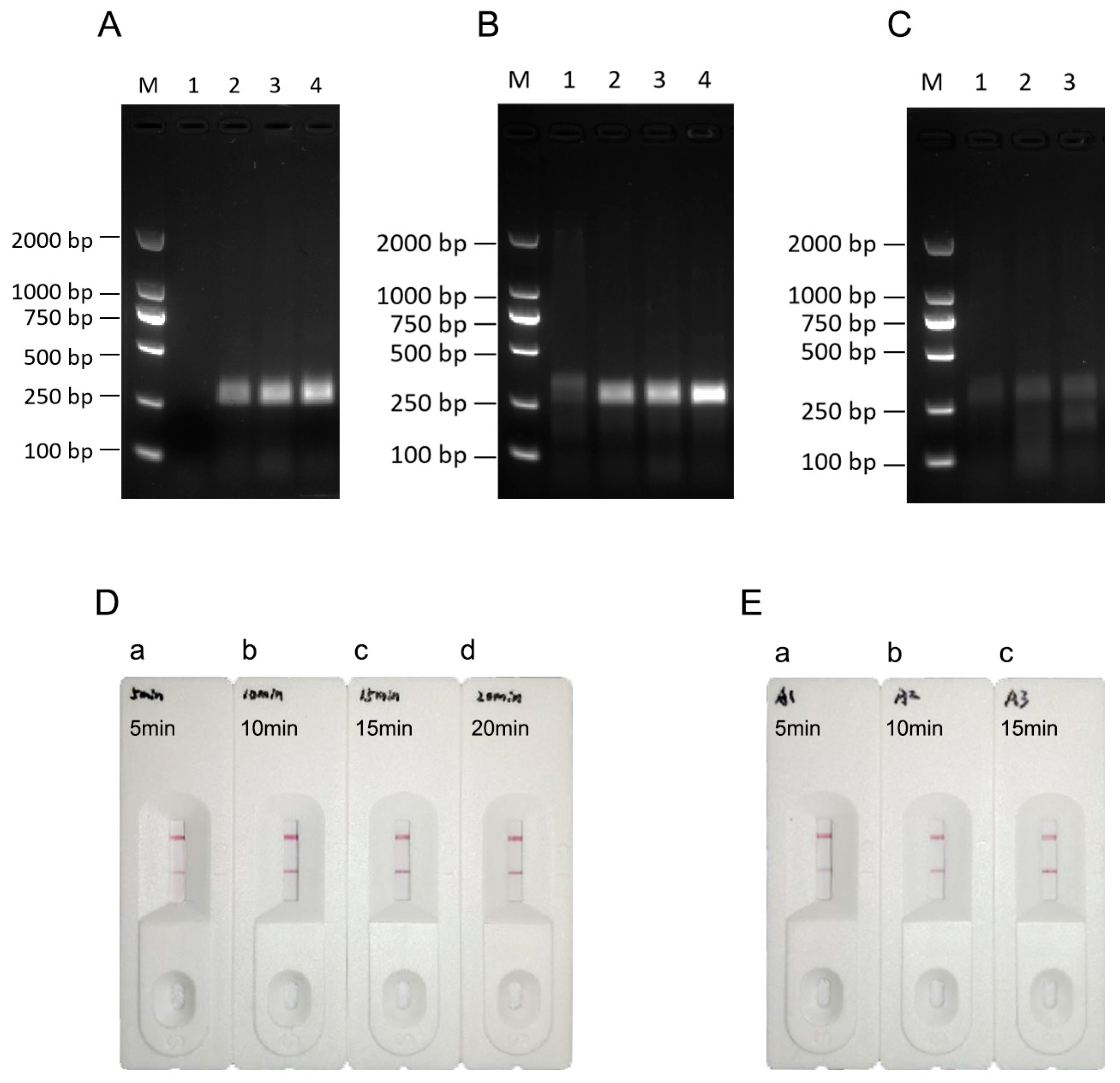 Viruses 16 00106 g004