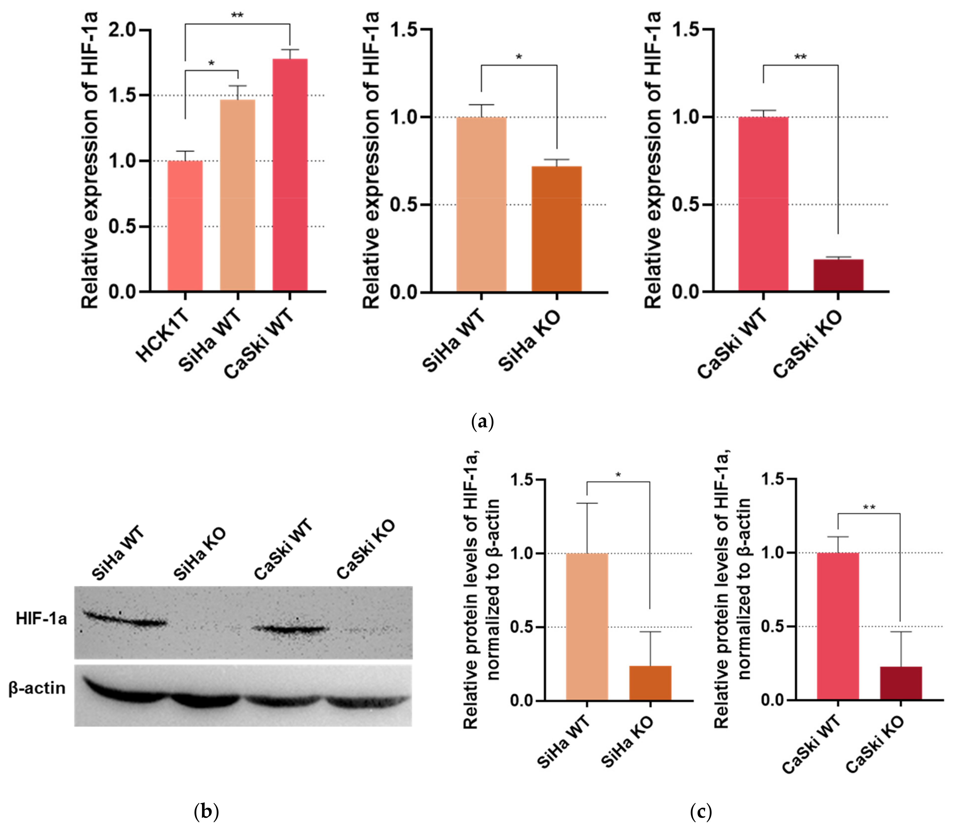 Viruses 16 00113 g003