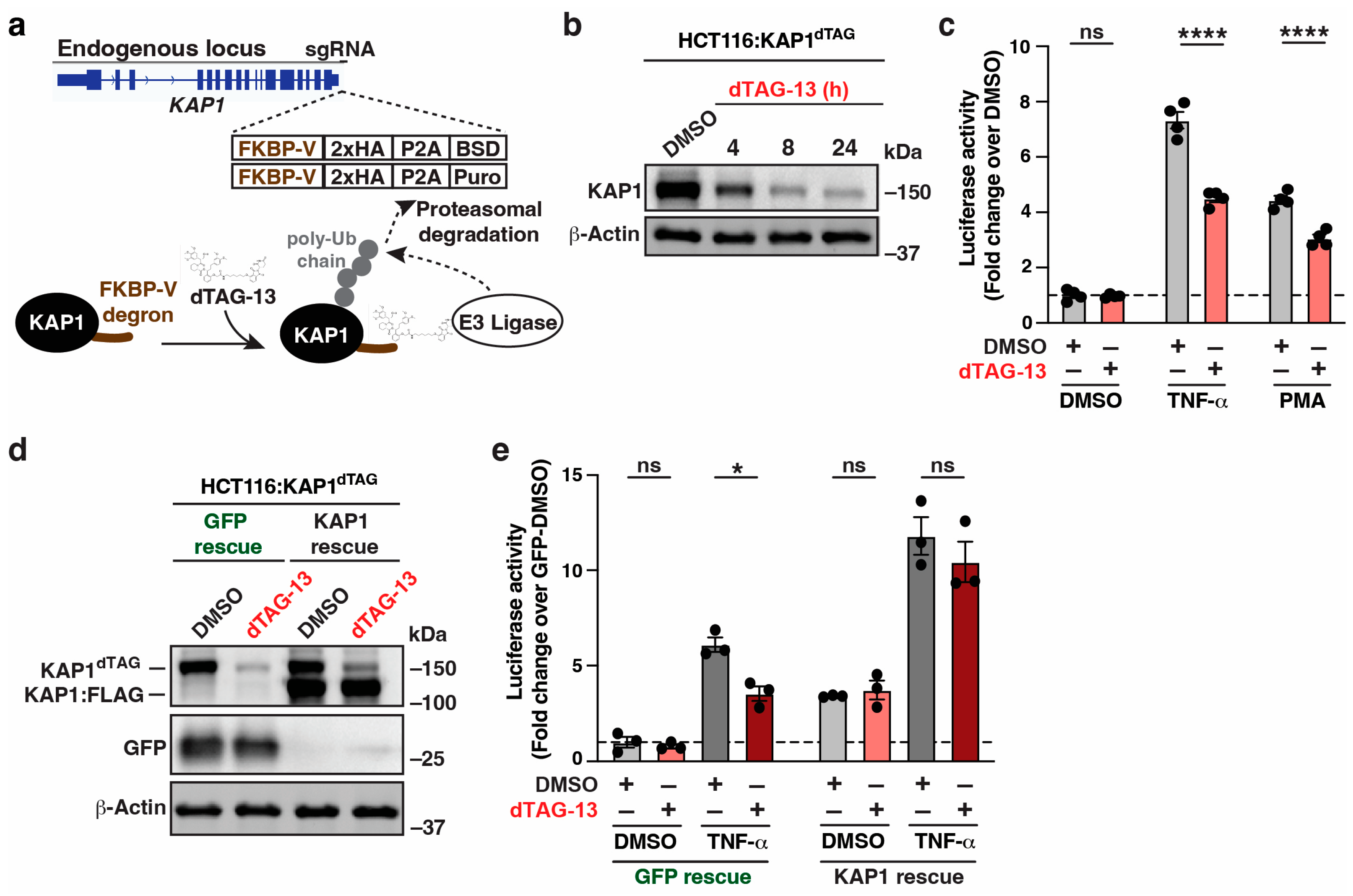 Viruses 16 00116 g001