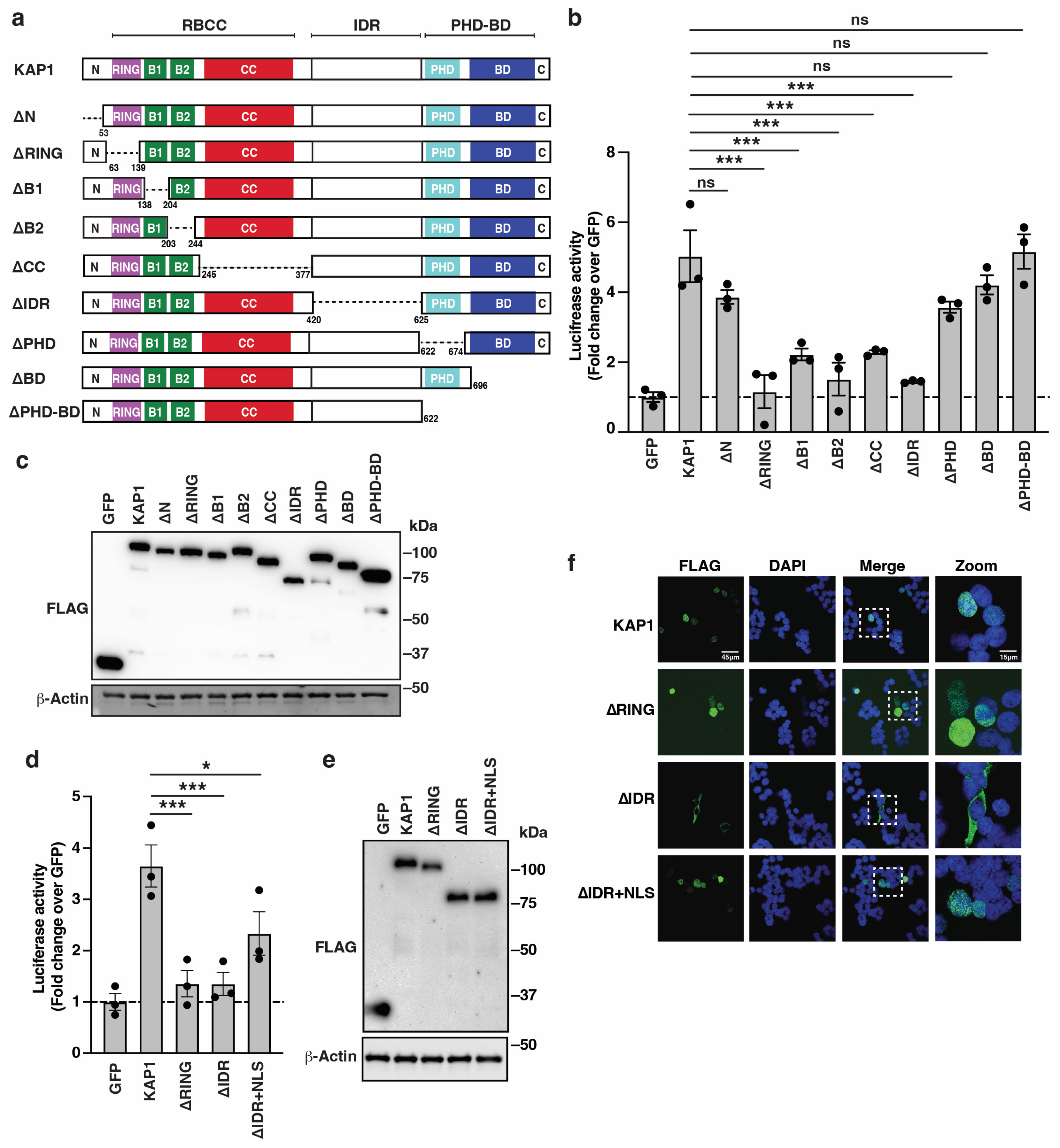 Viruses 16 00116 g002