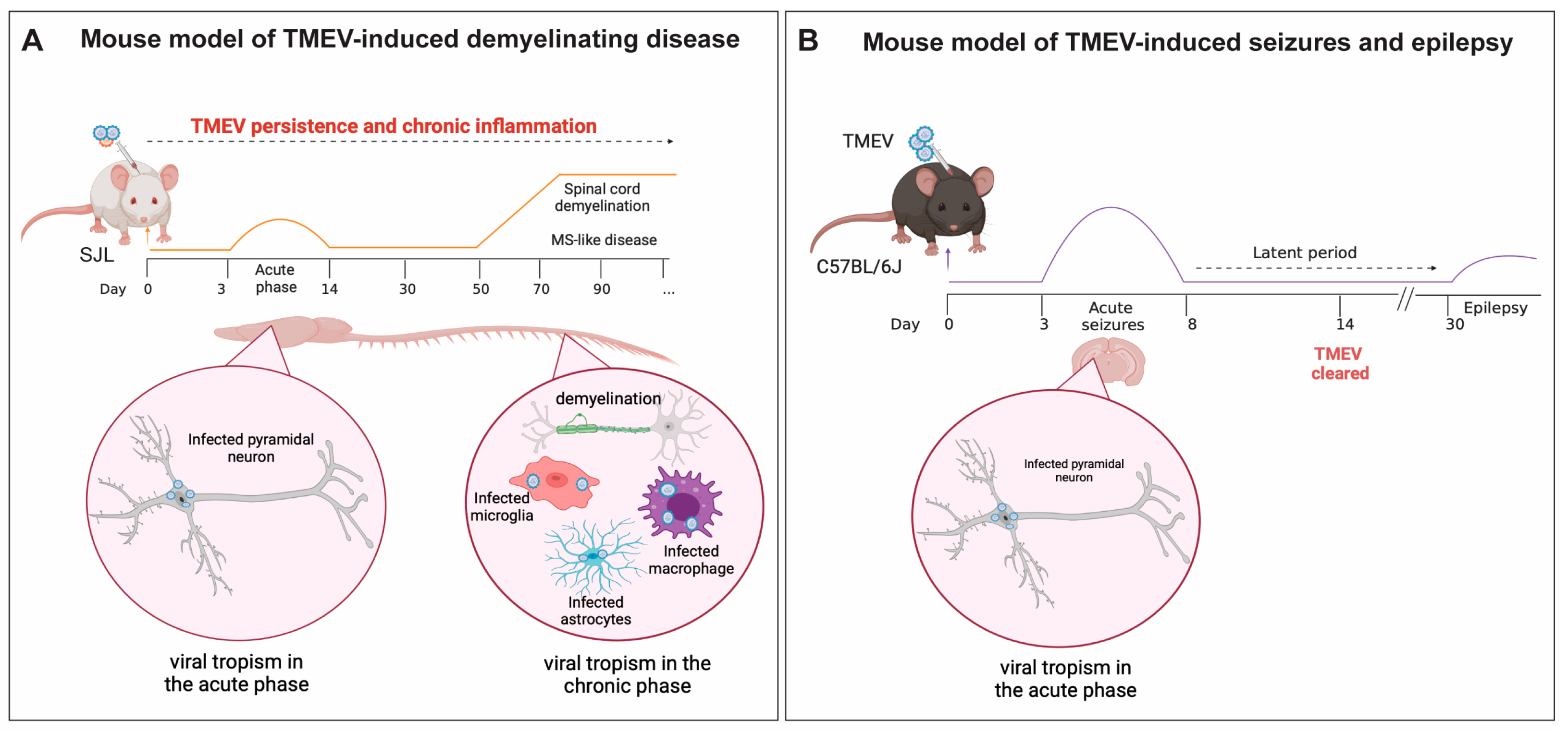 Viruses 16 00119 g001 Viruses 16 00119 g001