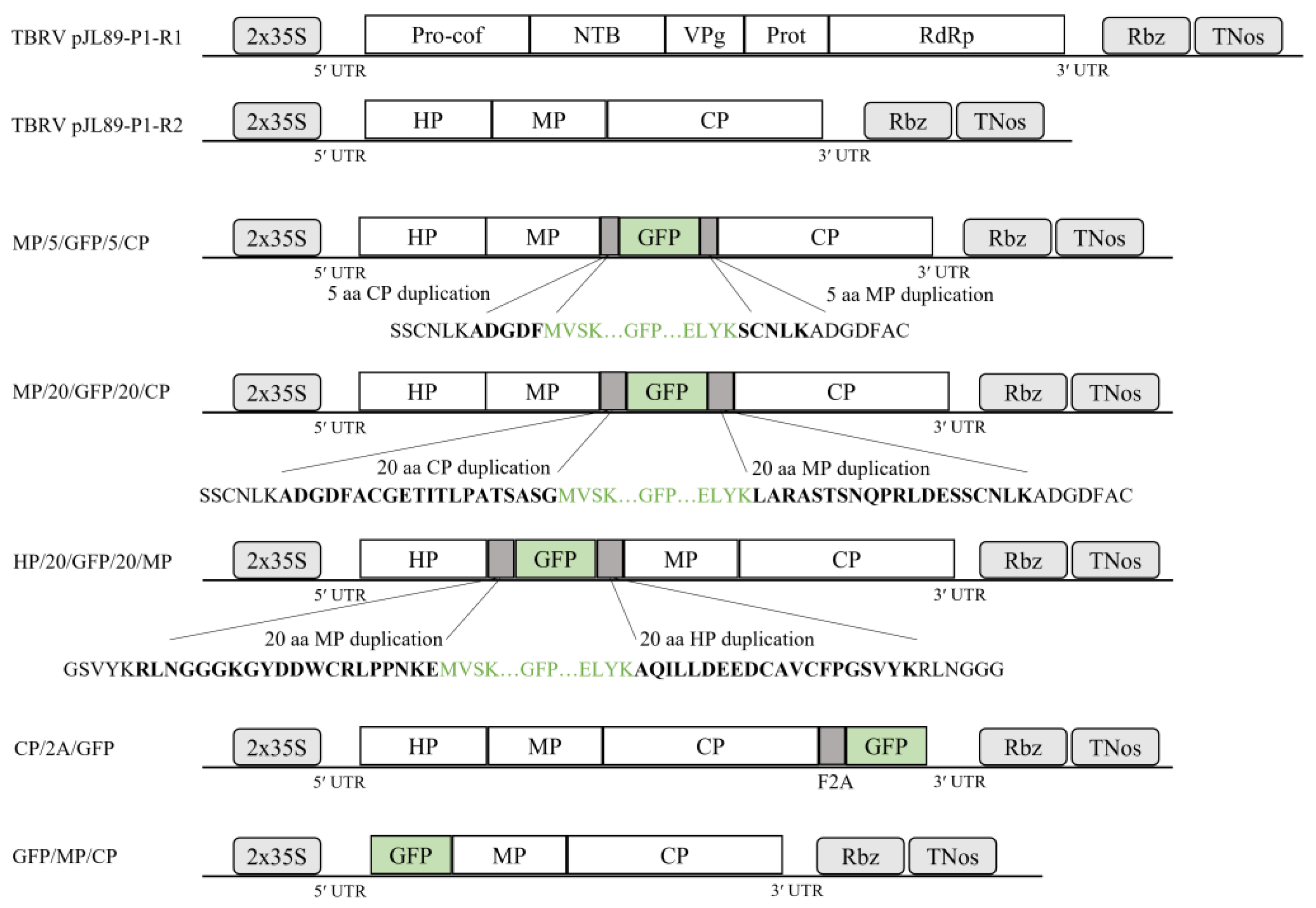 Viruses 16 00125 g001
