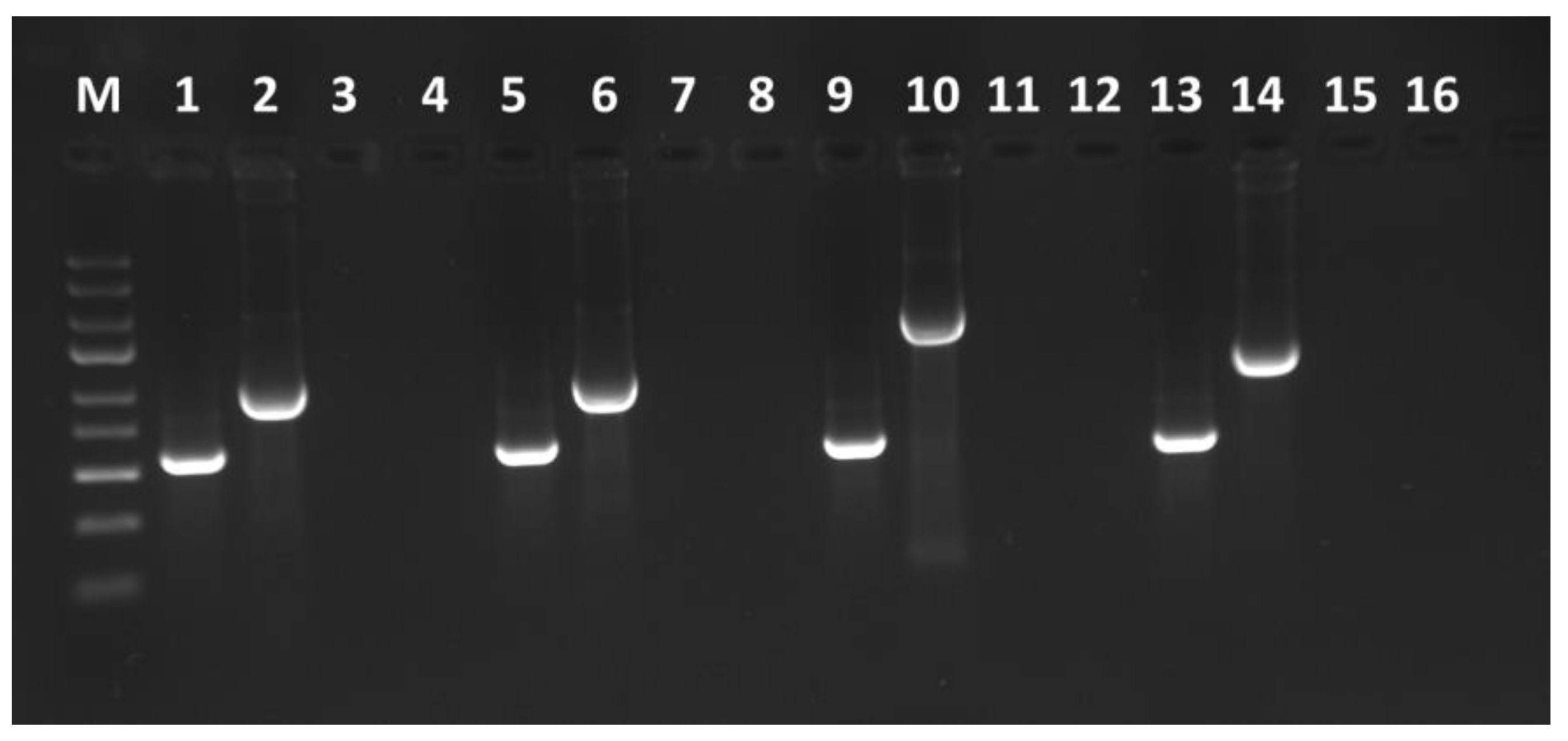 Viruses 16 00125 g002