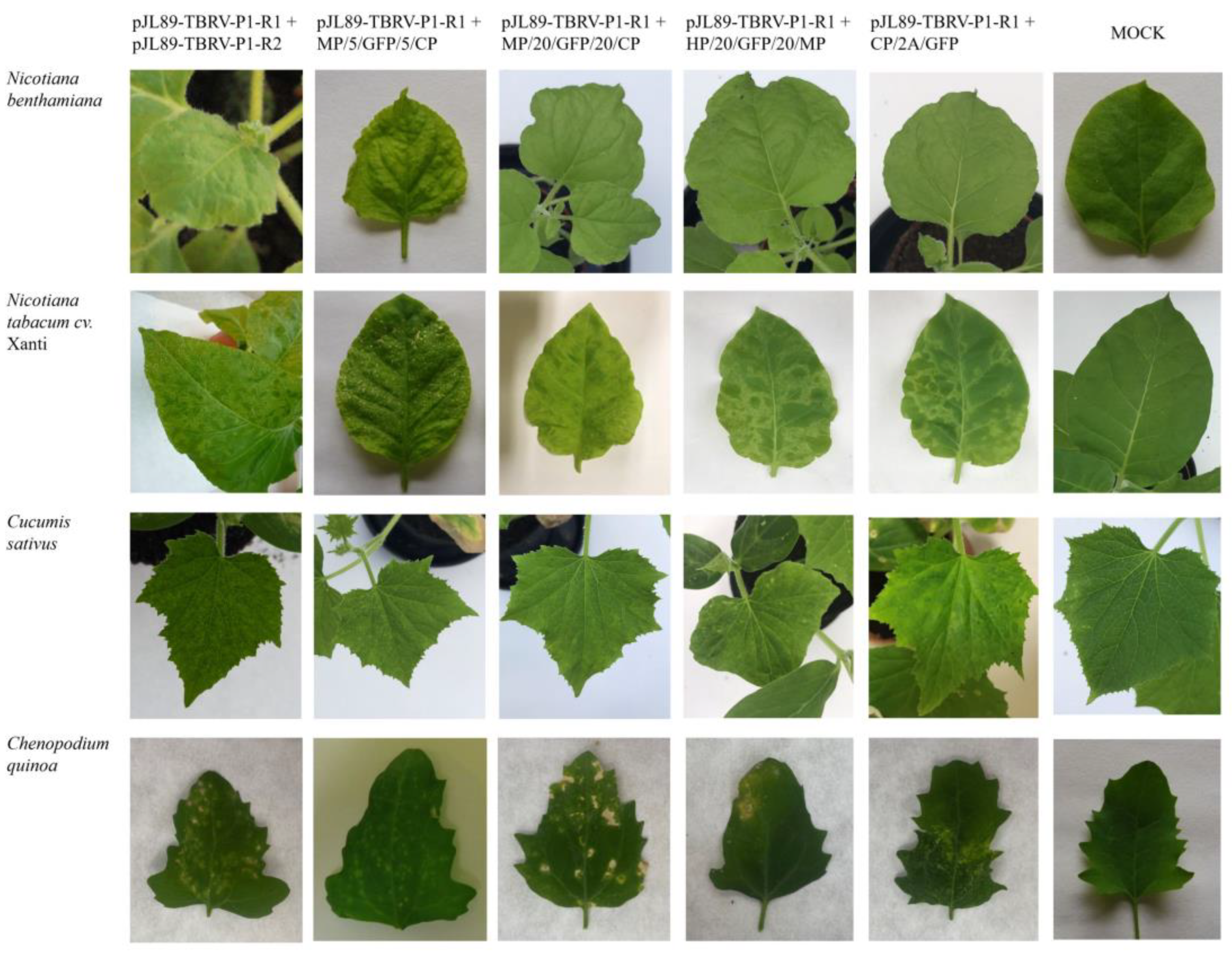 Viruses 16 00125 g003