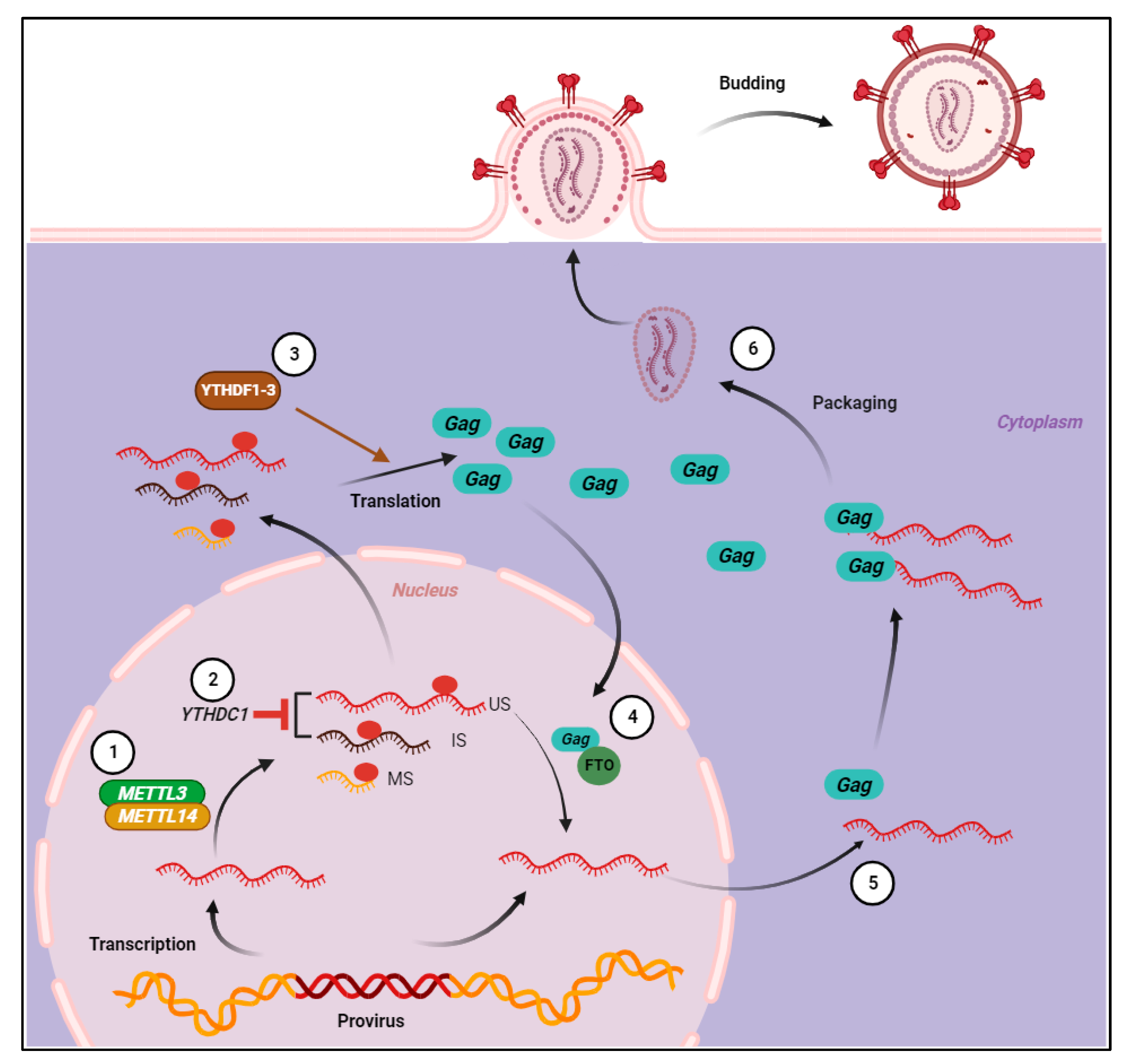 Viruses 16 00127 g002