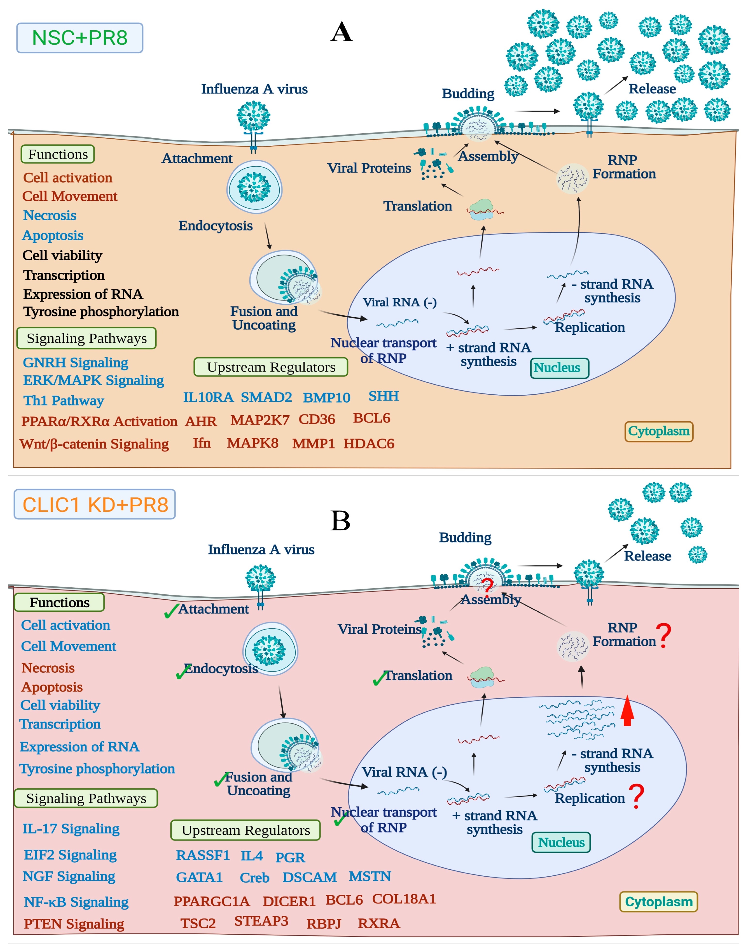 Viruses 16 00129 g007 Viruses 16 00129 g007