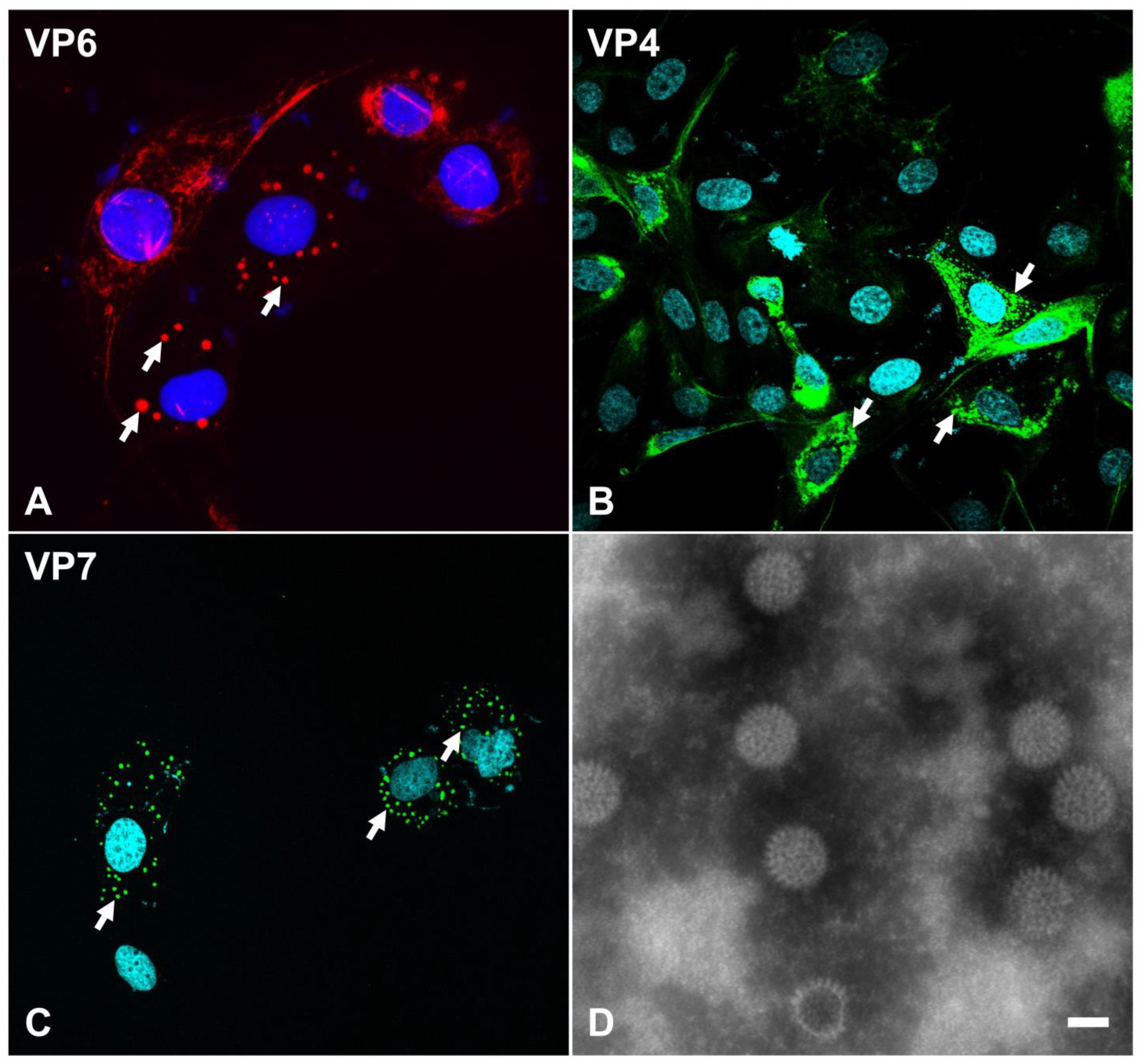 Viruses 16 00130 g002