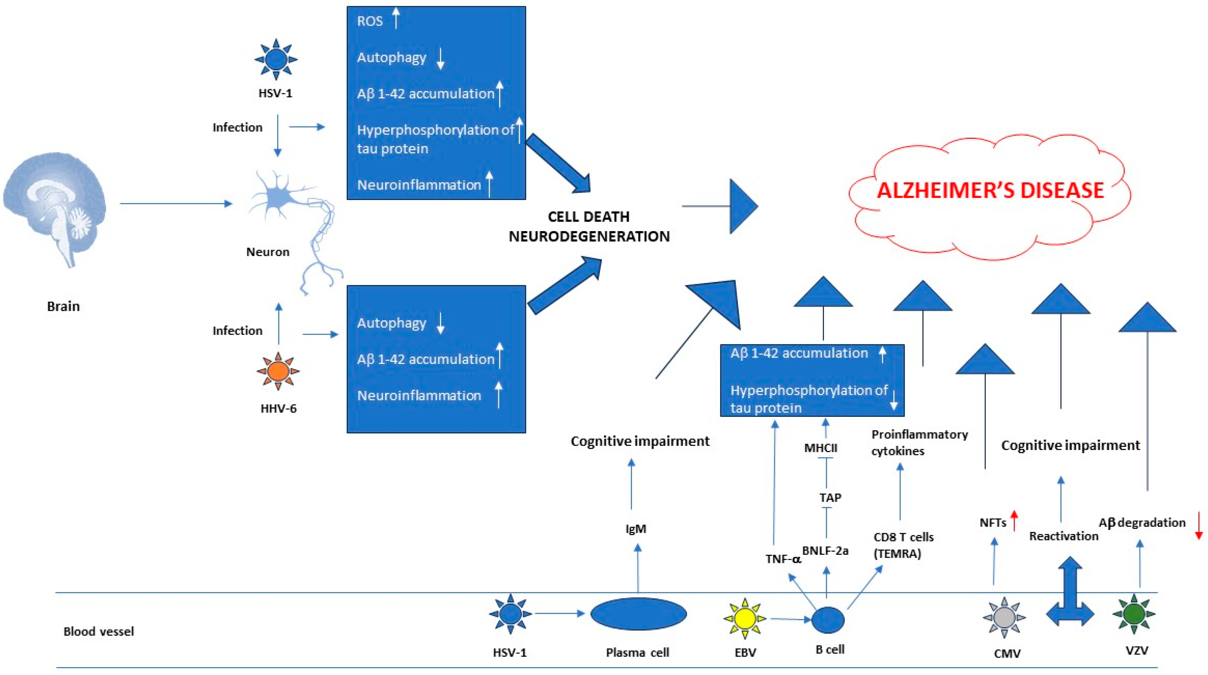 Herpesviridae, Neurodegenerative Disorders and Autoimmune