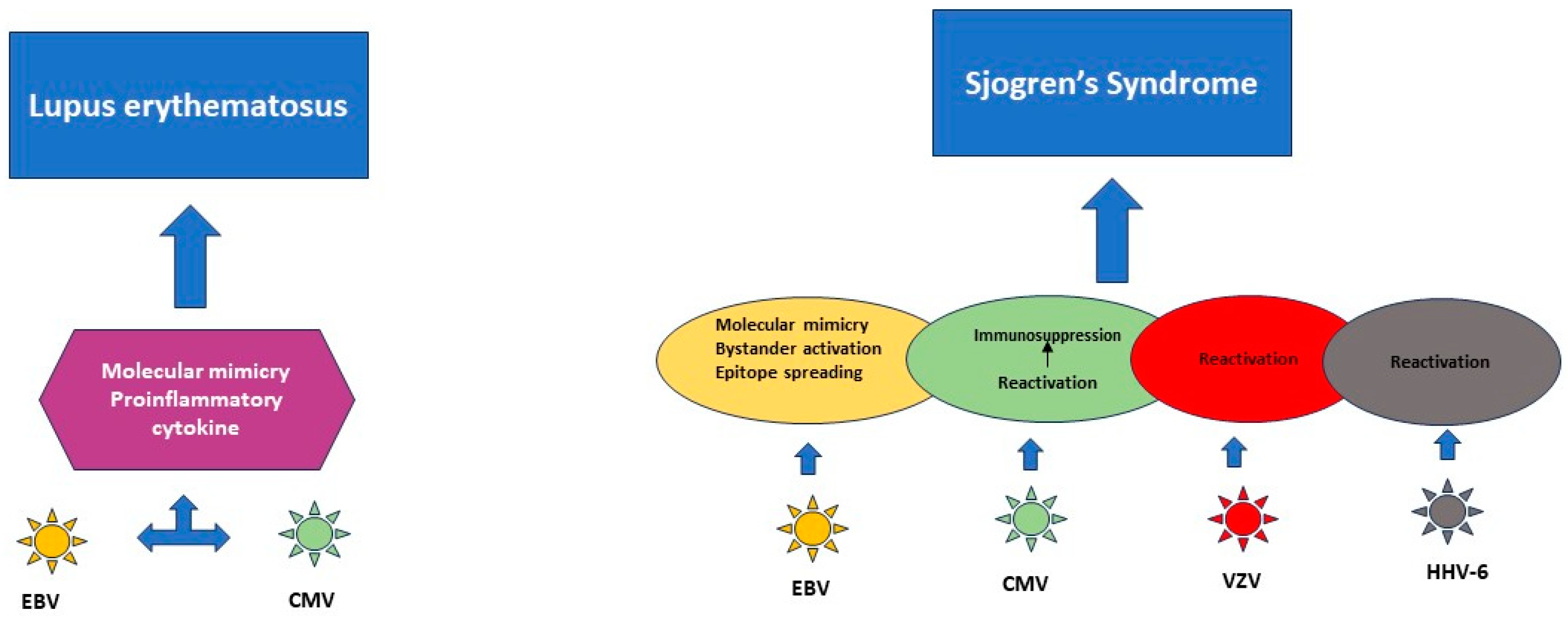 Herpesviridae, Neurodegenerative Disorders and Autoimmune