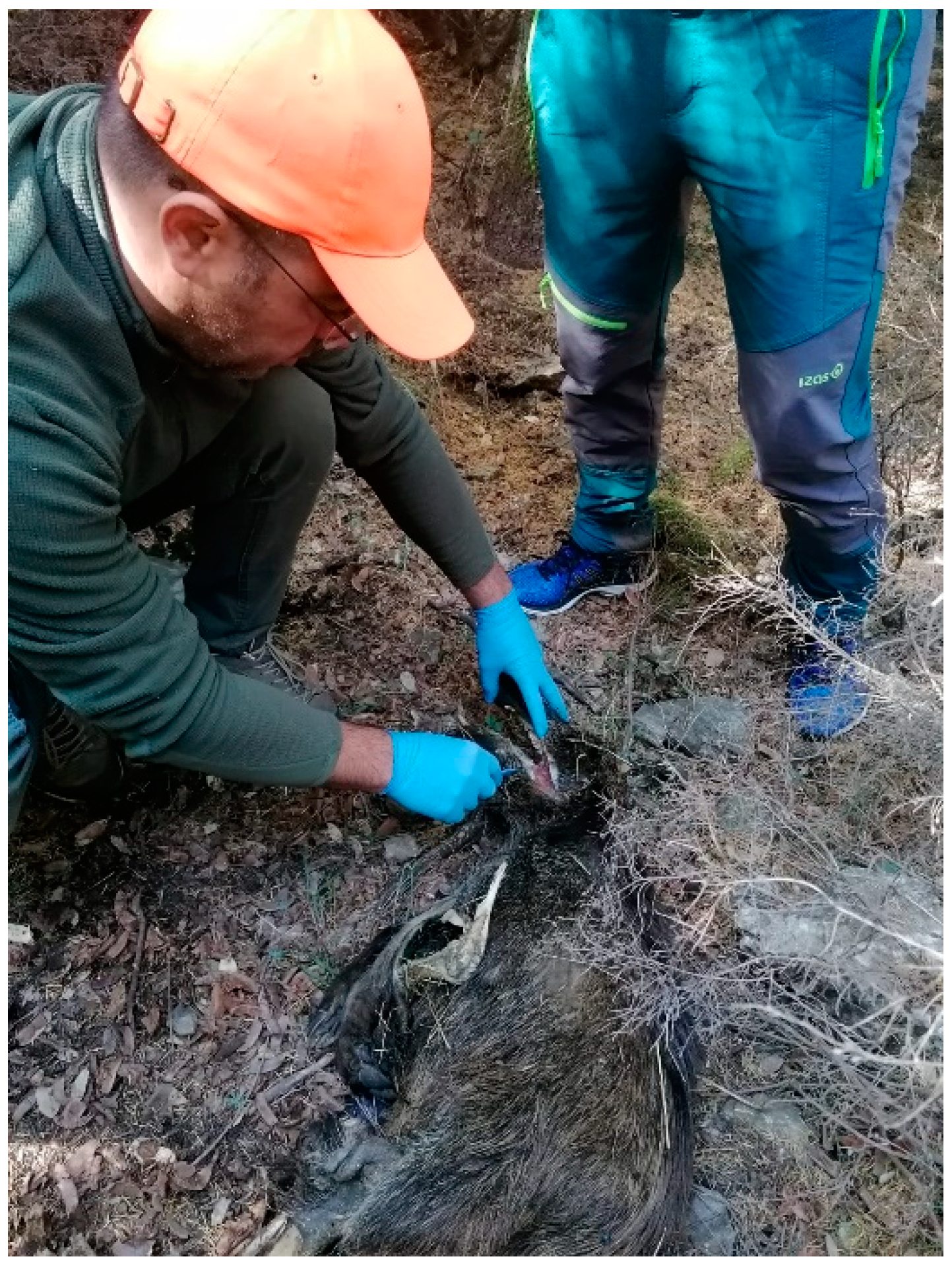 Viruses 16 00136 g005