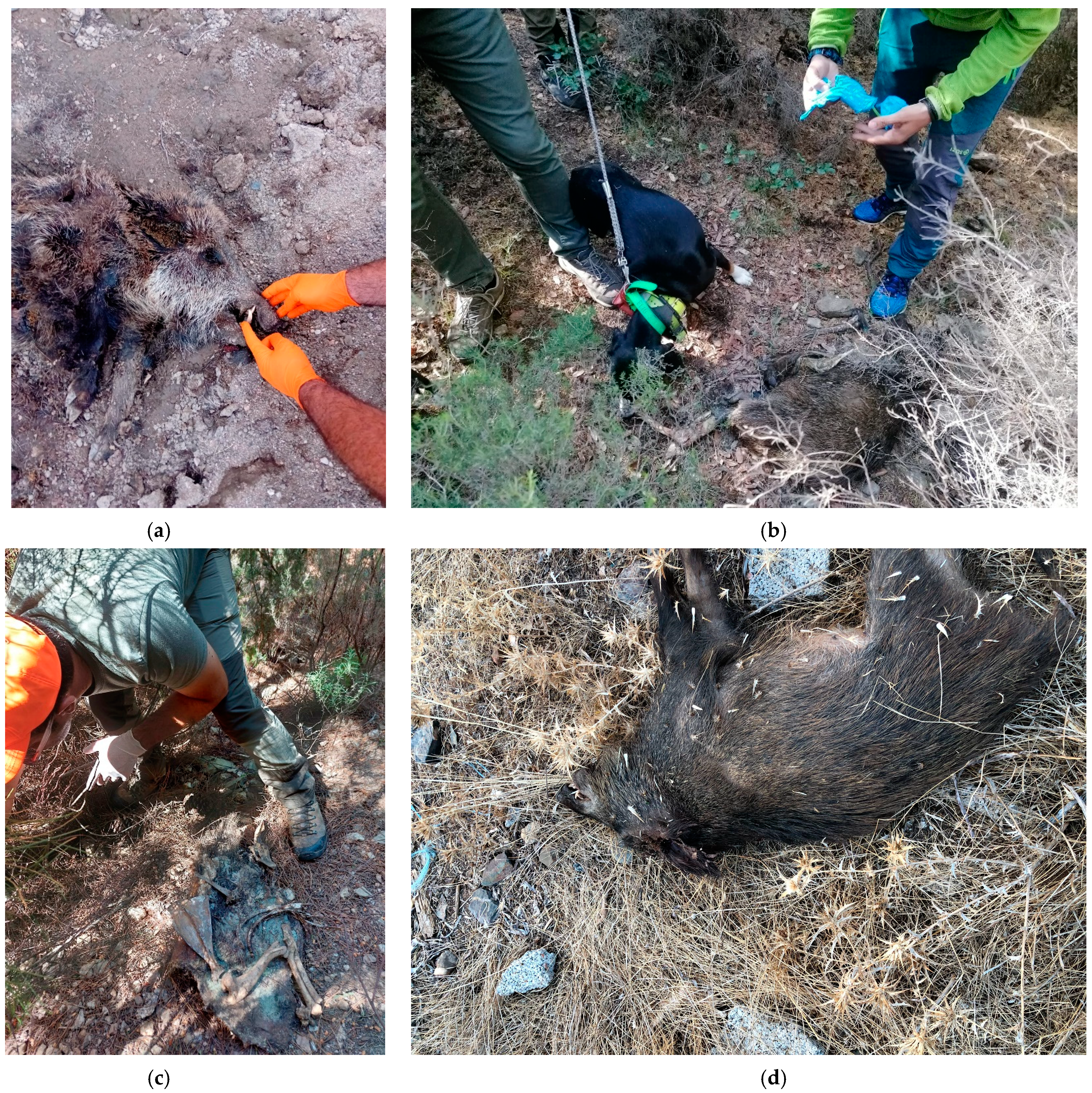 Viruses 16 00136 g009