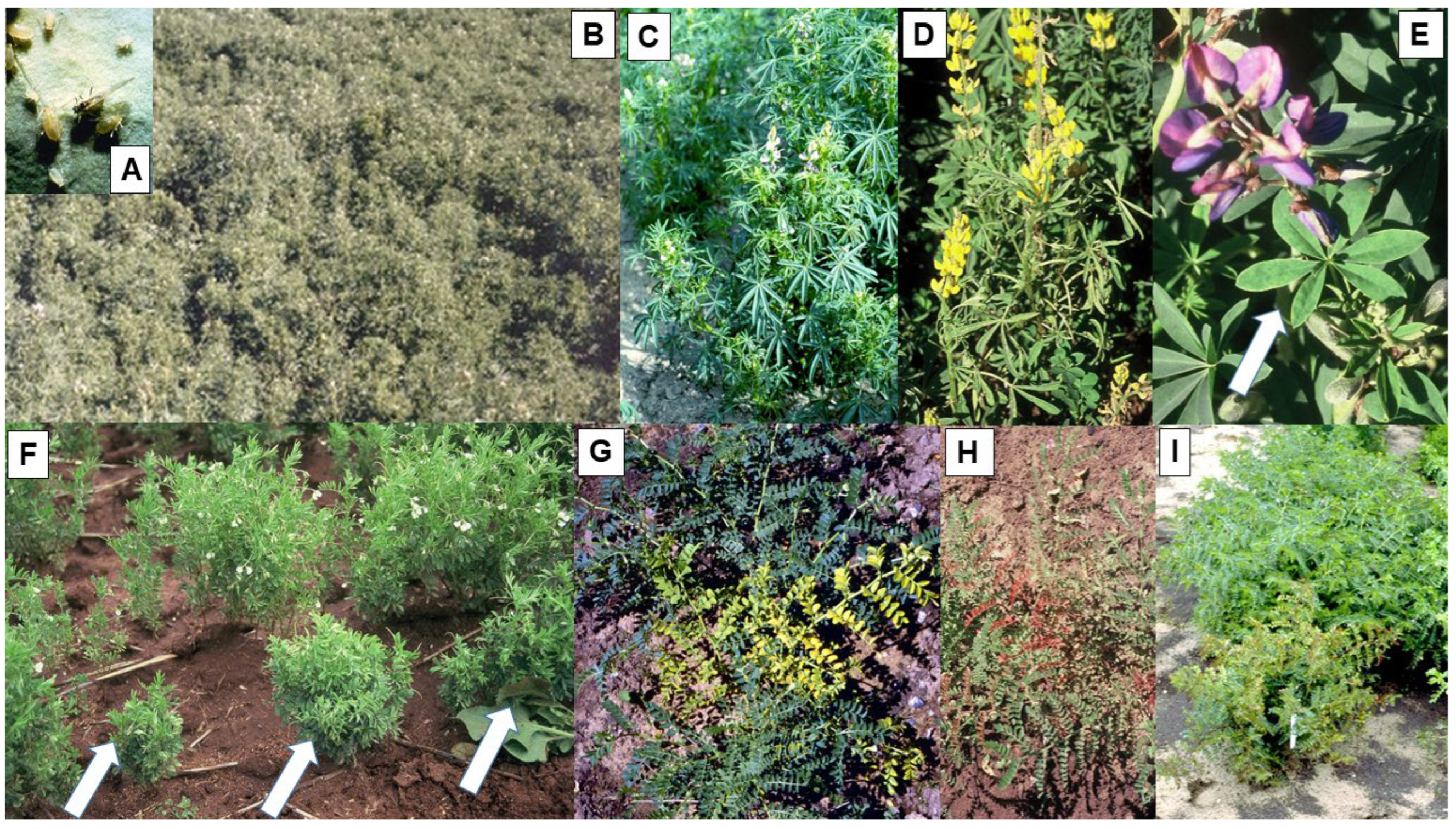 Viruses 16 00144 g002 Viruses 16 00144 g002