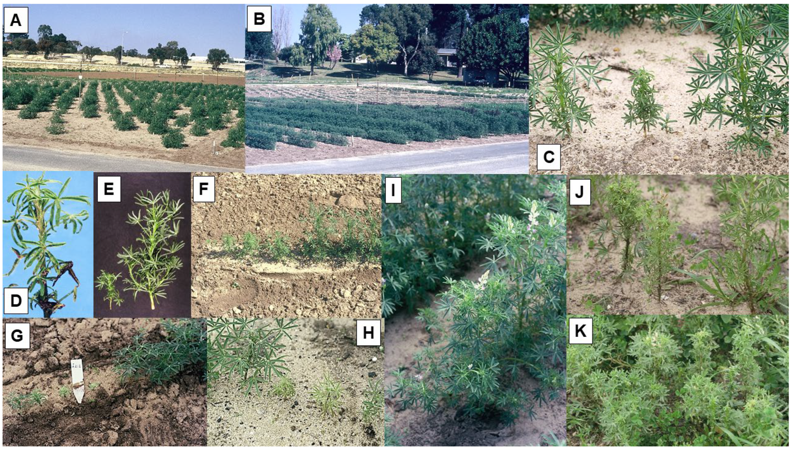 Viruses 16 00144 g003 Viruses 16 00144 g003