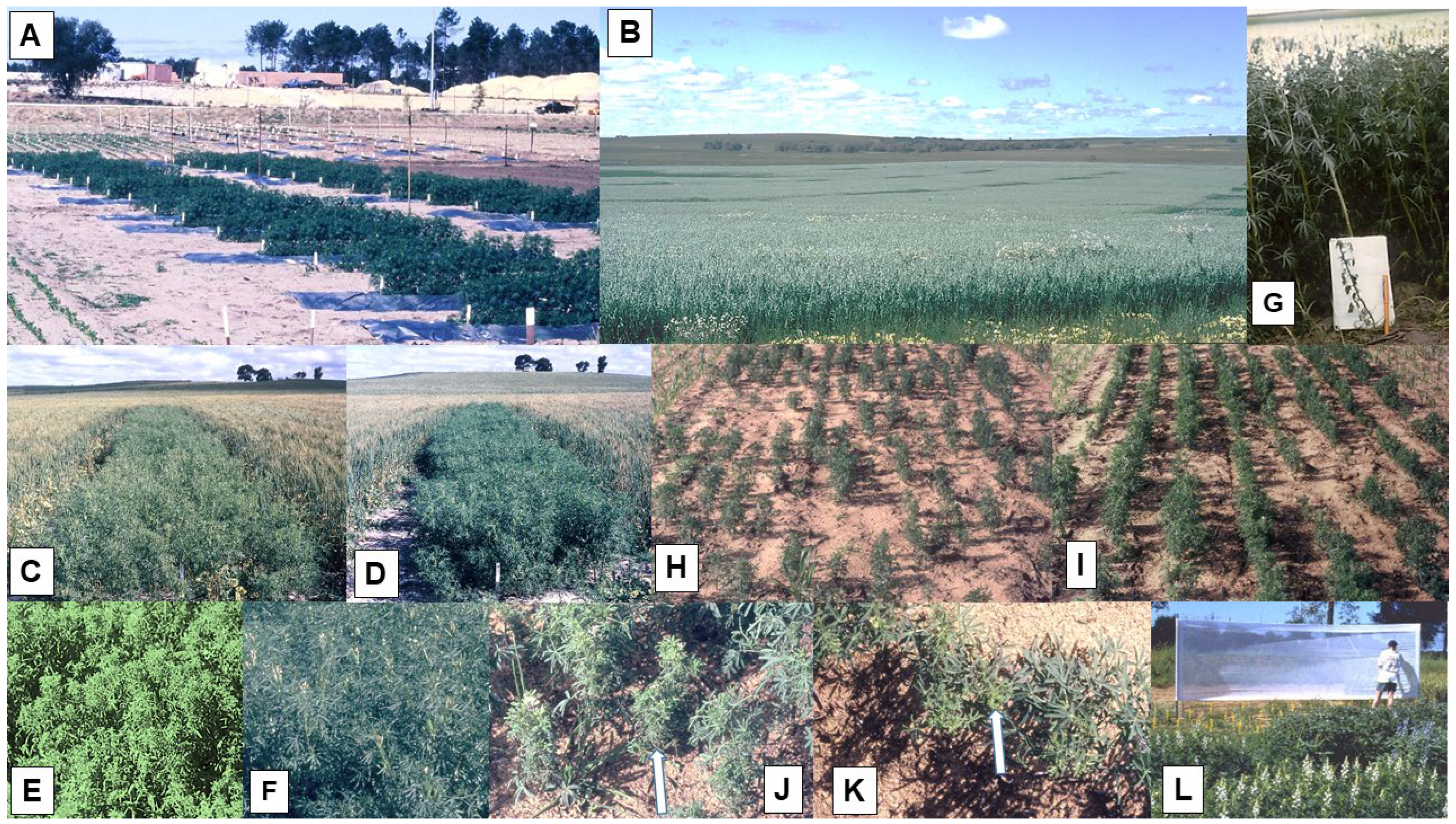 Viruses 16 00144 g004 Viruses 16 00144 g004