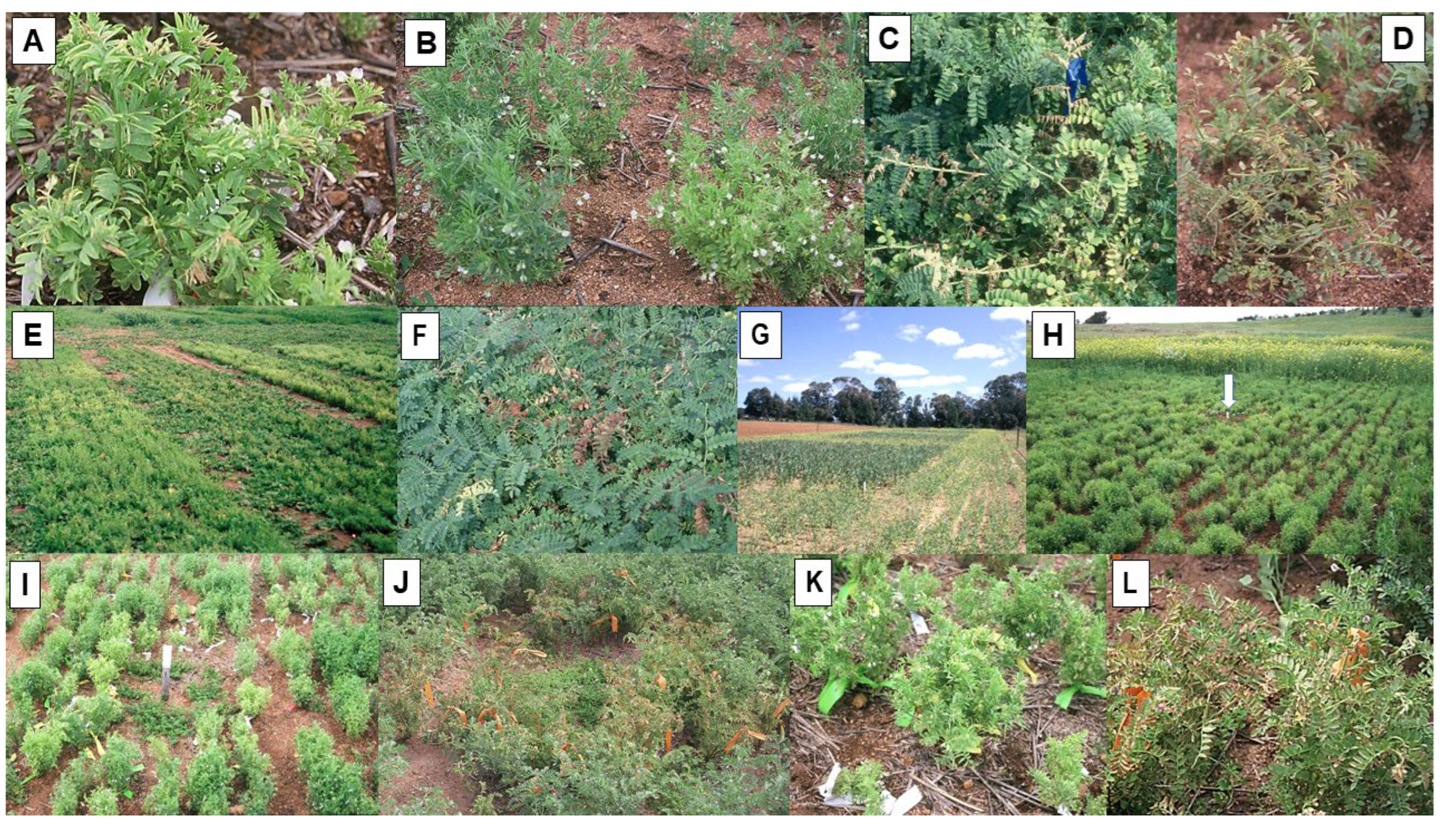 Viruses 16 00144 g008 Viruses 16 00144 g008