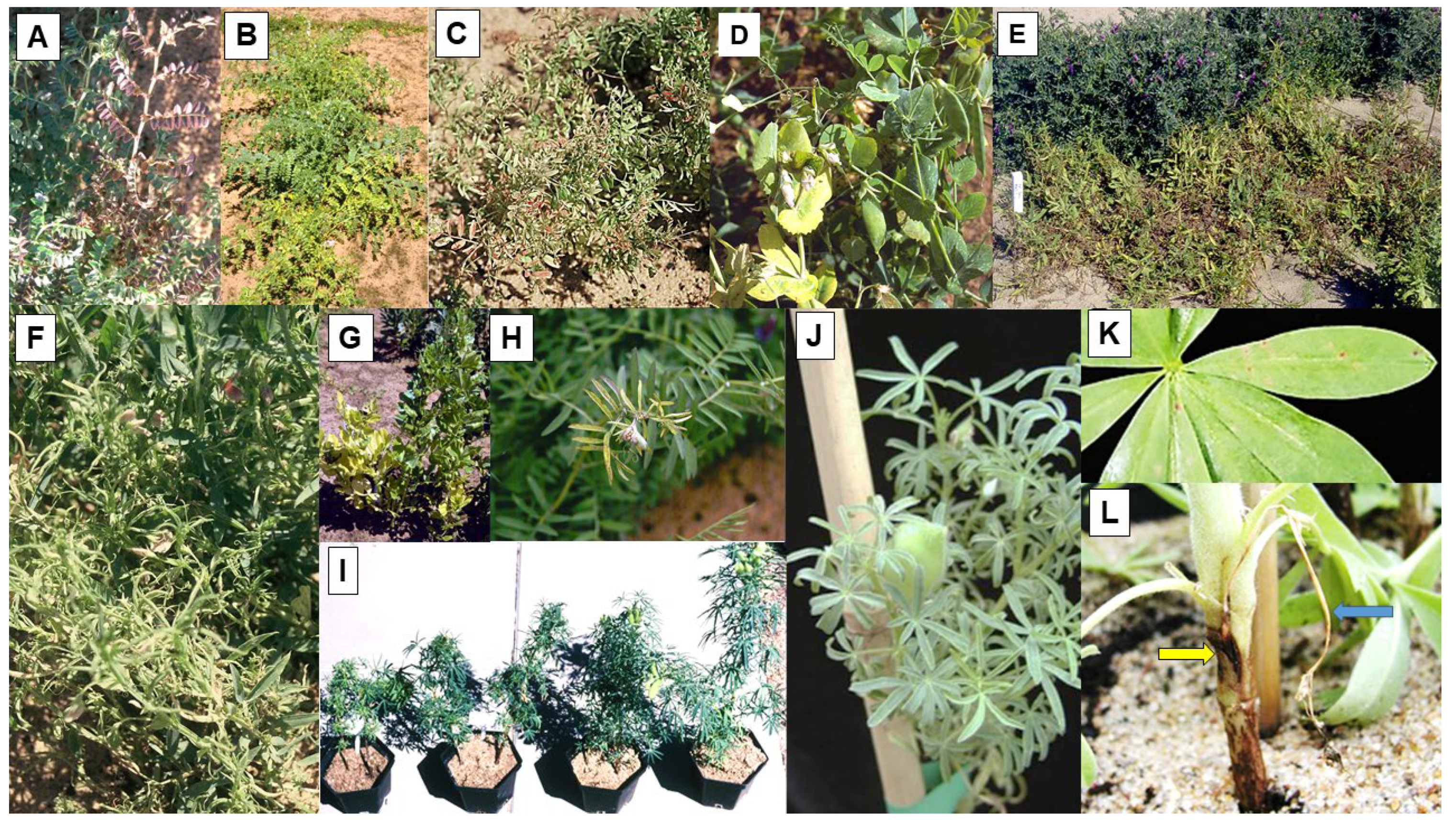 Viruses 16 00144 g009 Viruses 16 00144 g009