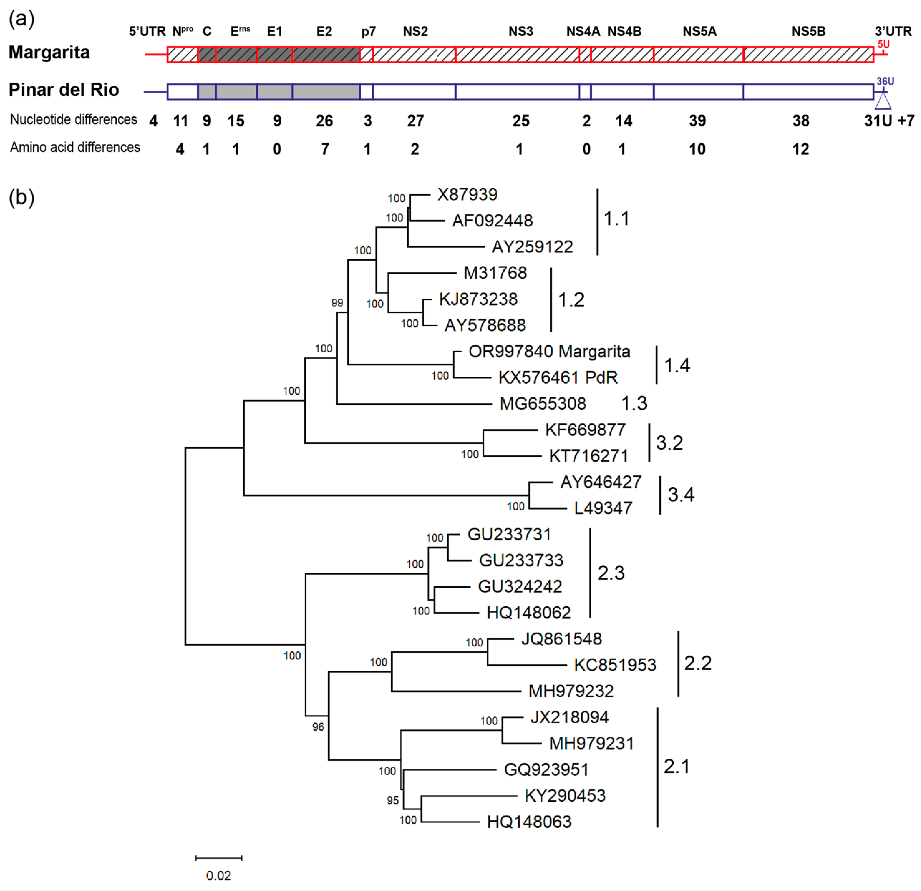 Viruses 16 00147 g001