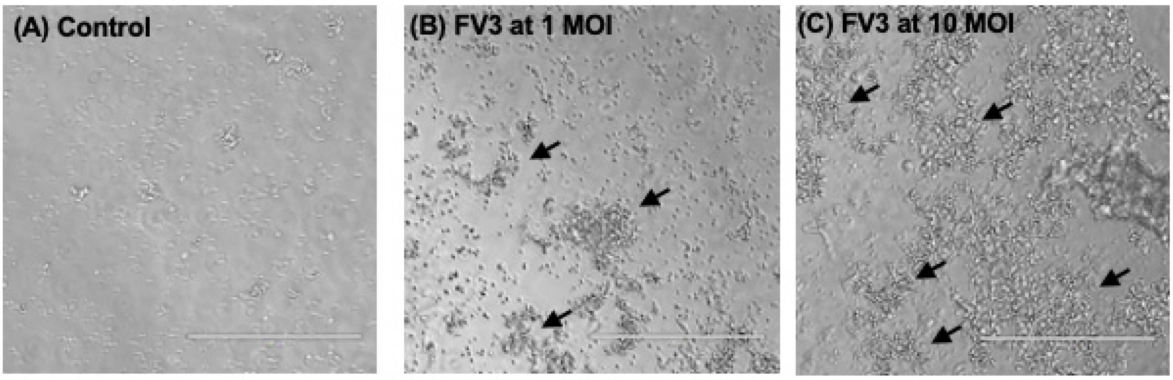 Viruses 16 00154 g003