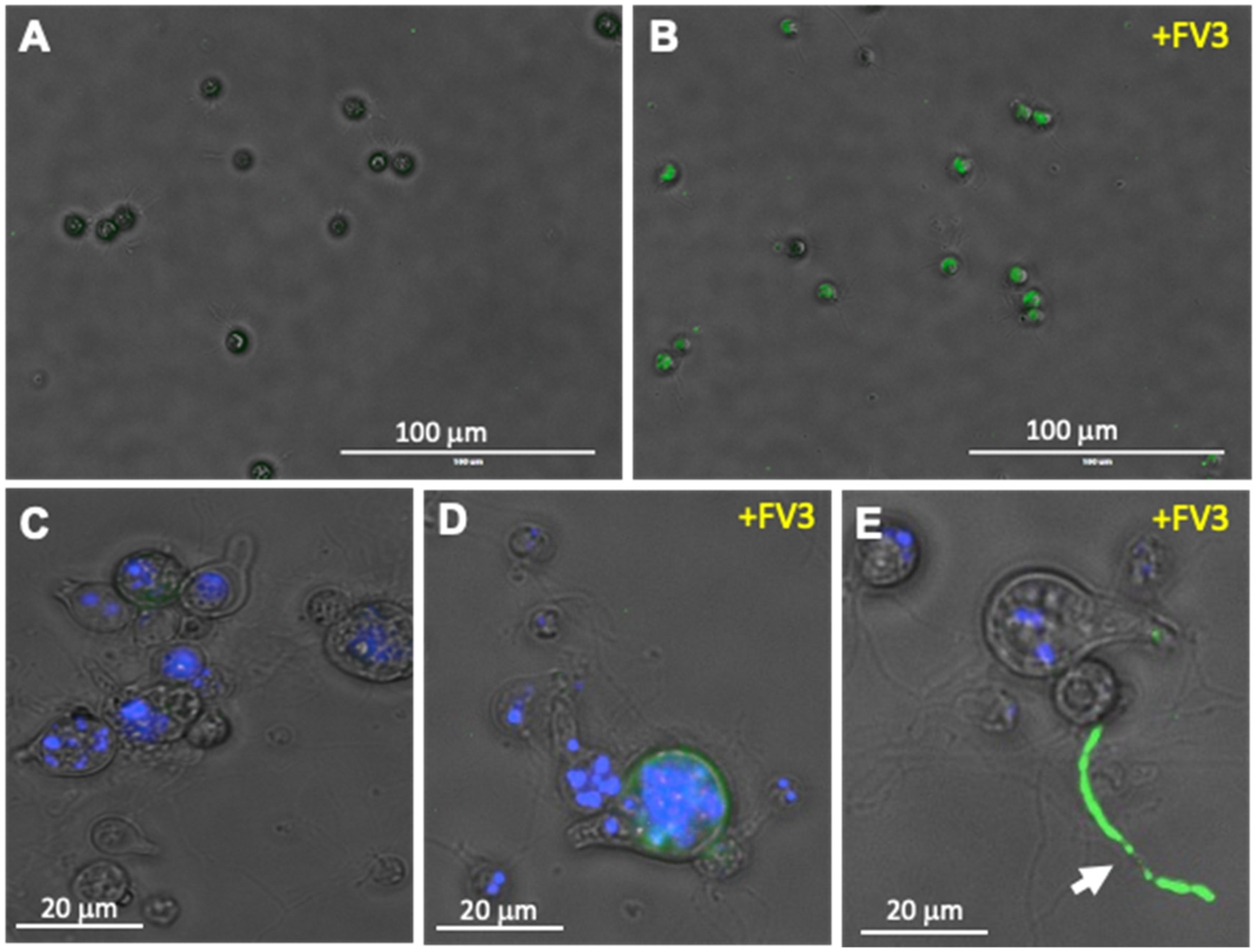 Viruses 16 00154 g005