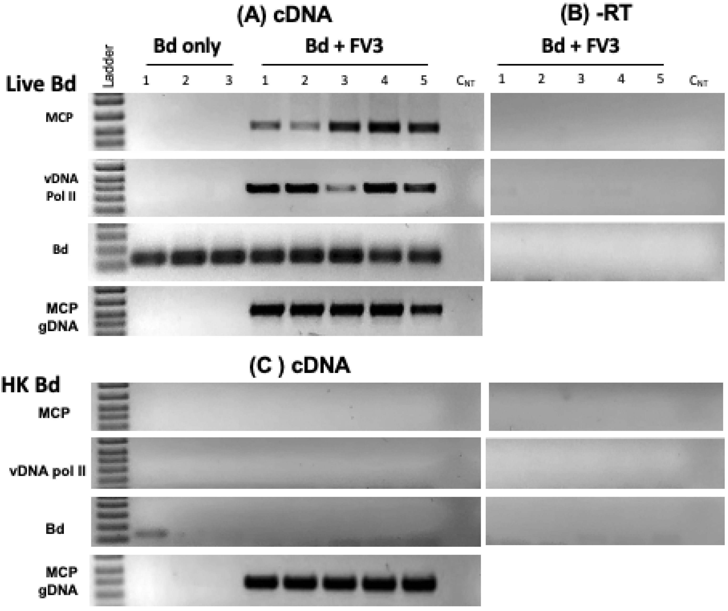 Viruses 16 00154 g006