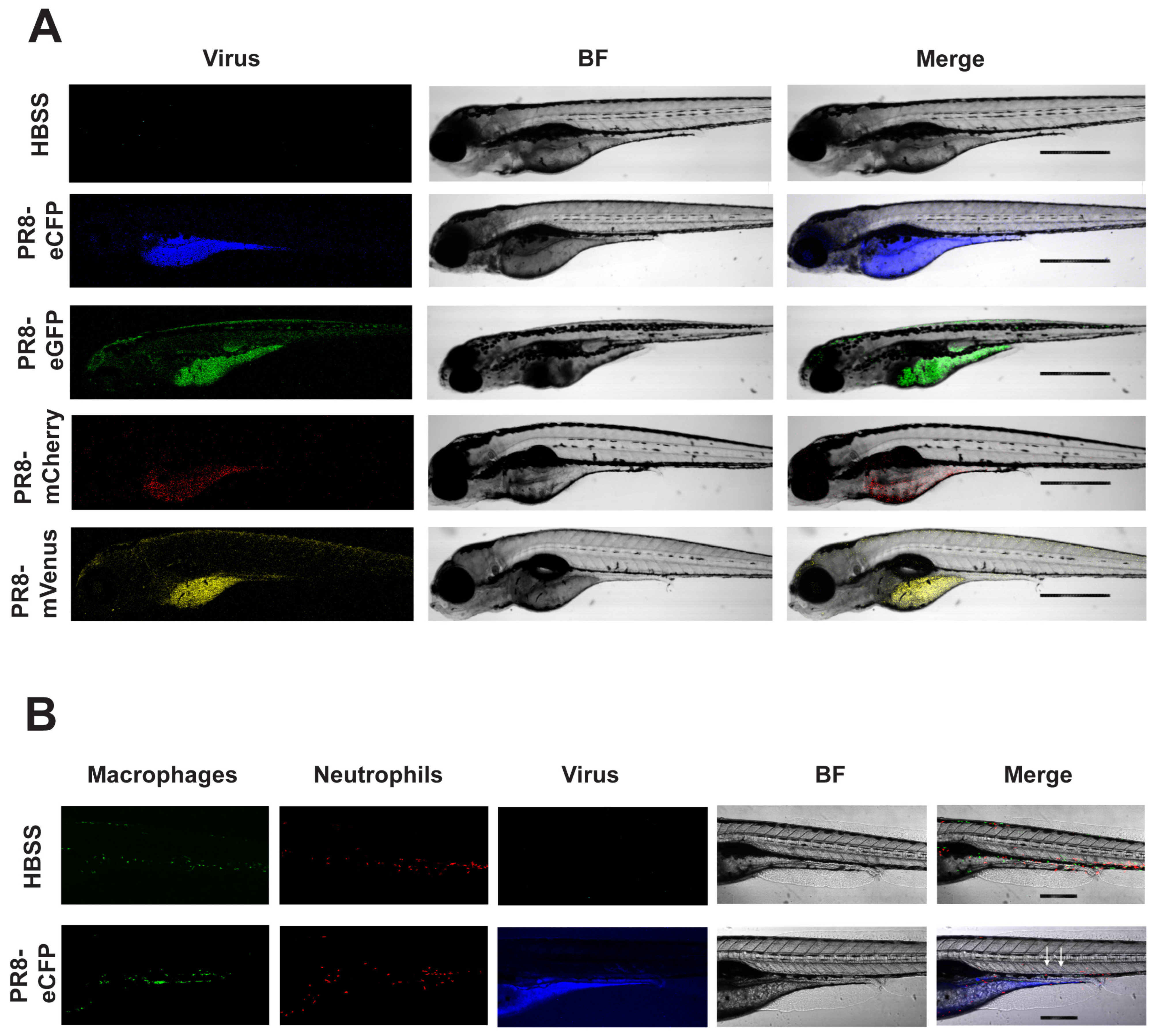 Viruses 16 00155 g003