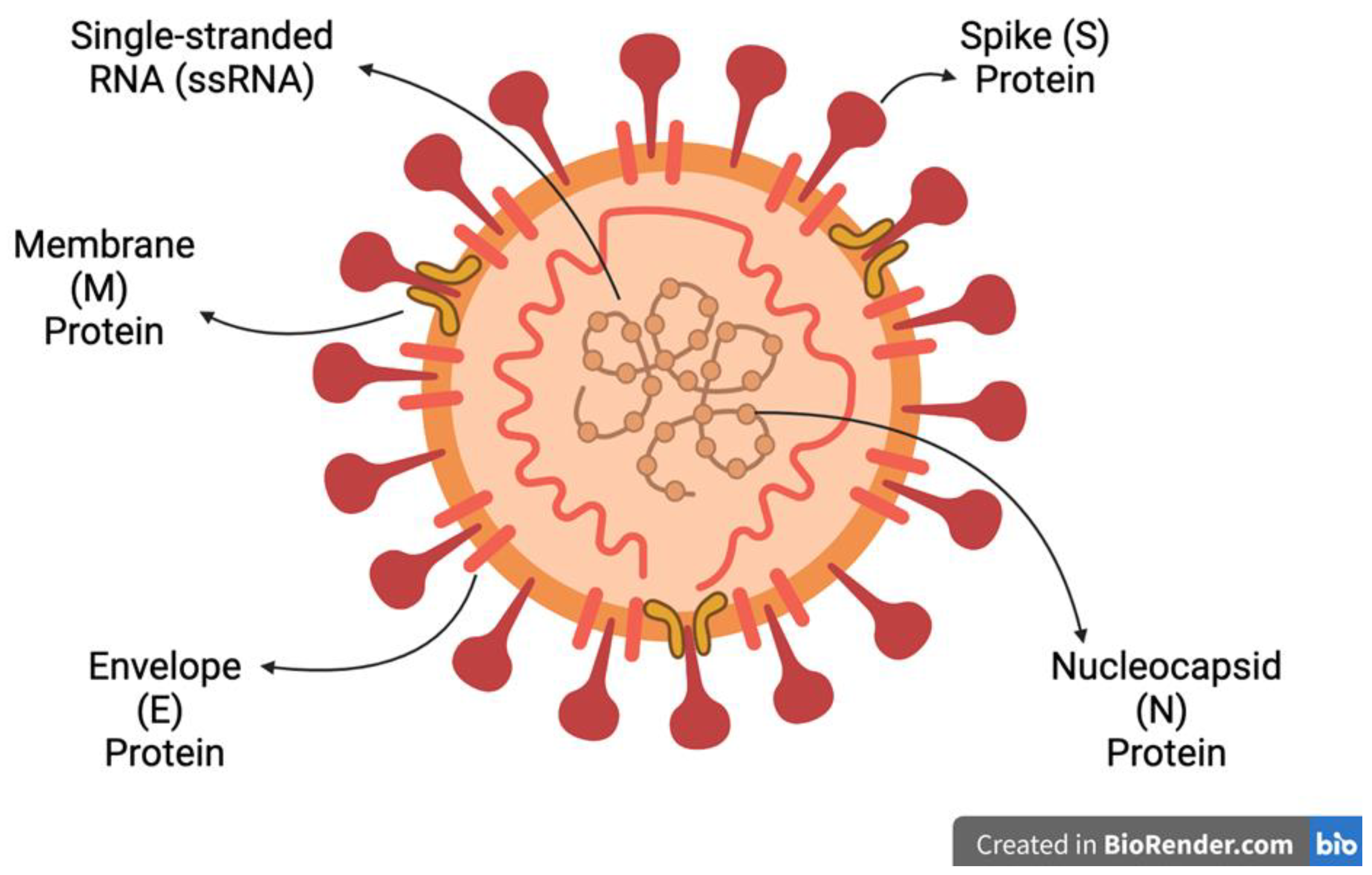Viruses 16 00156 g004