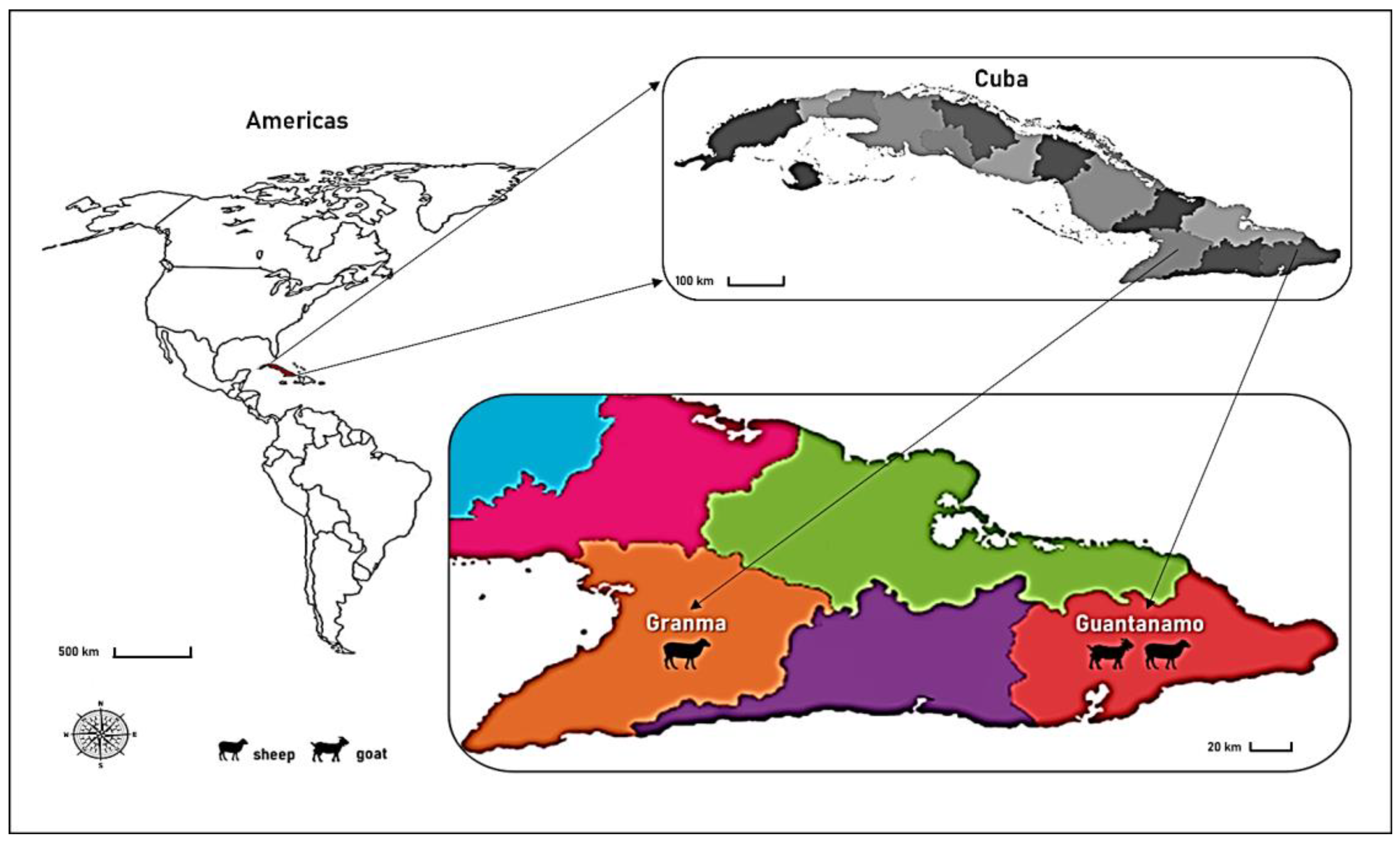 Viruses 16 00158 g001