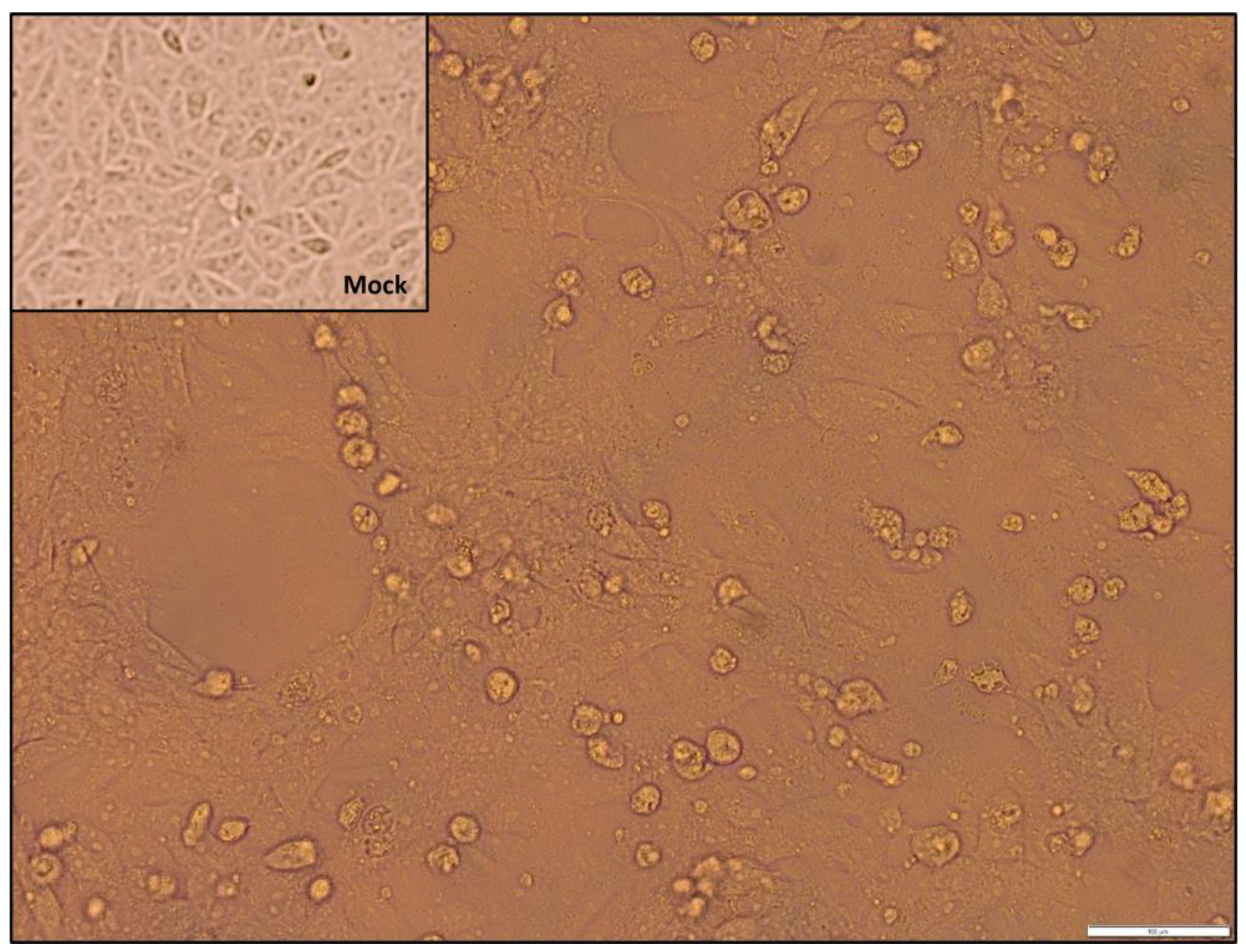 Viruses 16 00158 g002