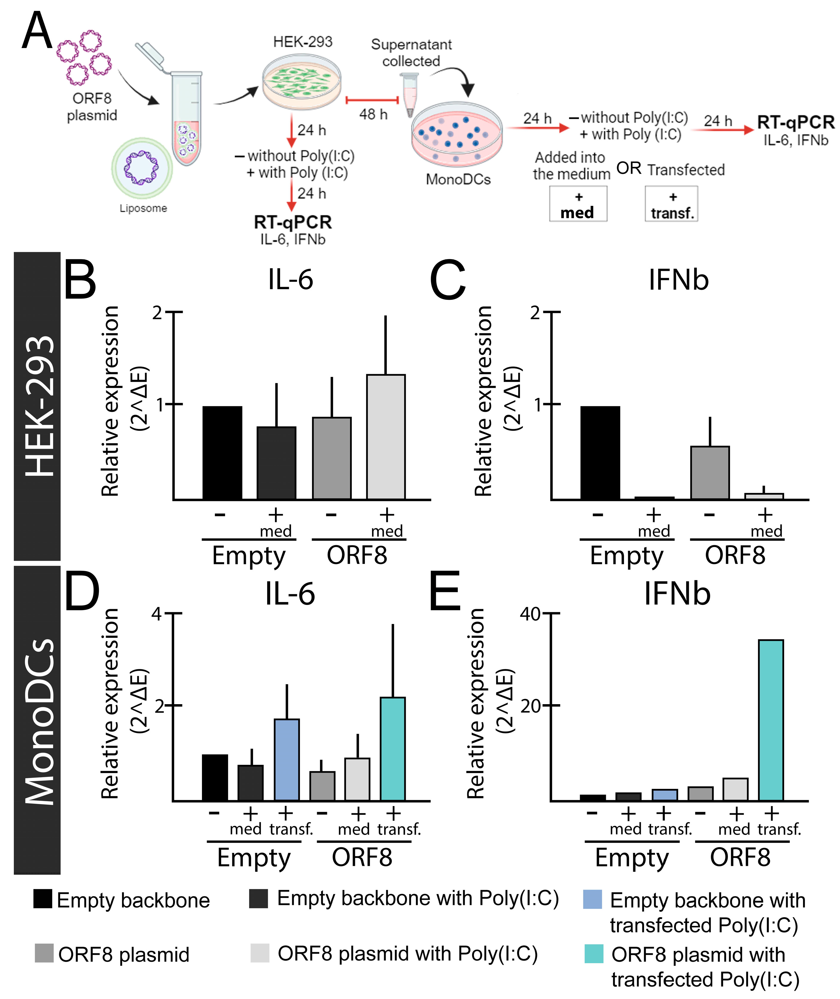 Viruses 16 00161 g001