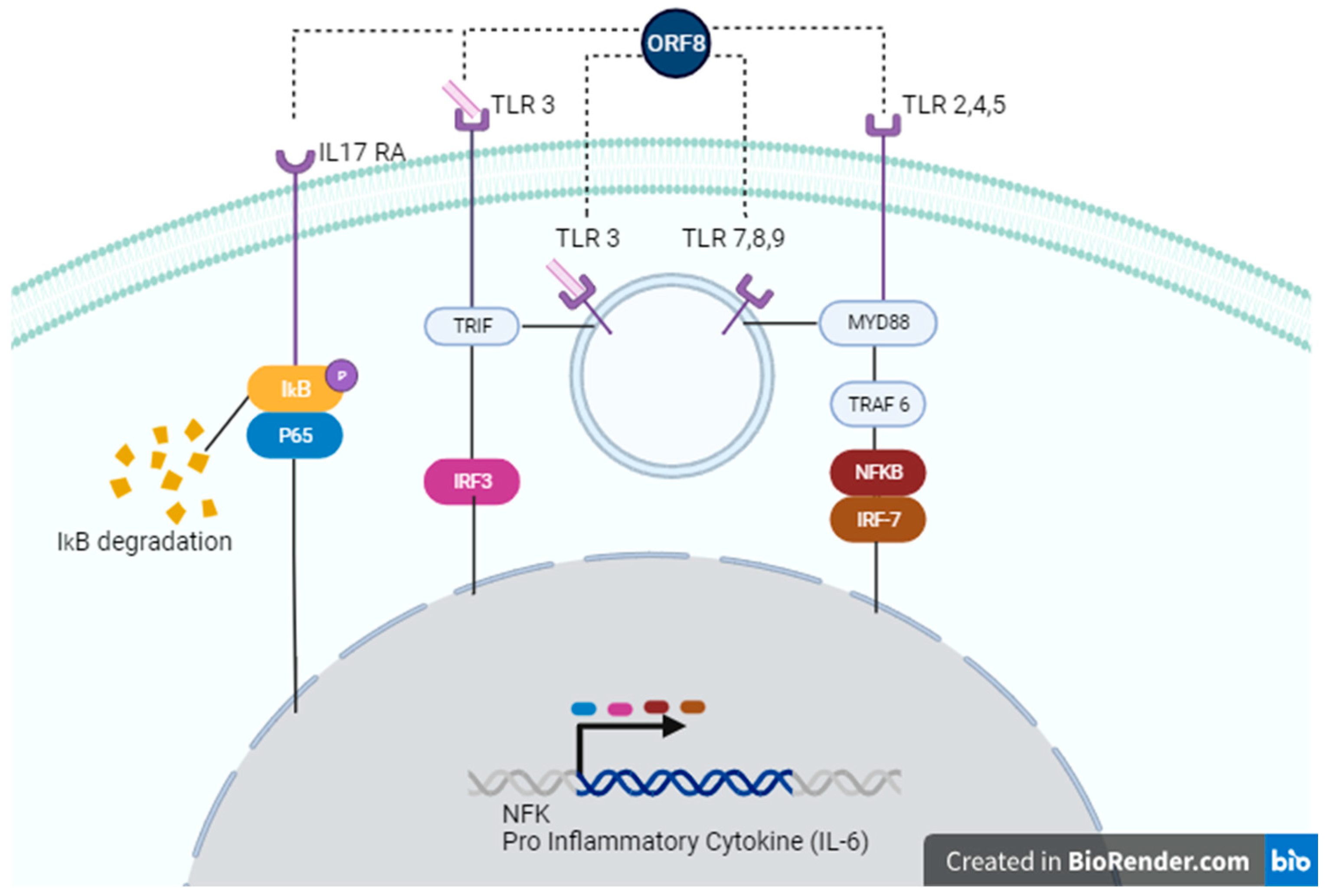 Viruses 16 00161 g002