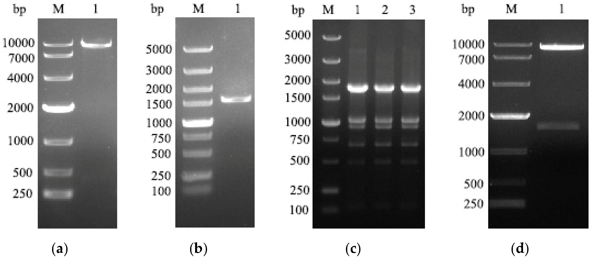Viruses 16 00163 g001