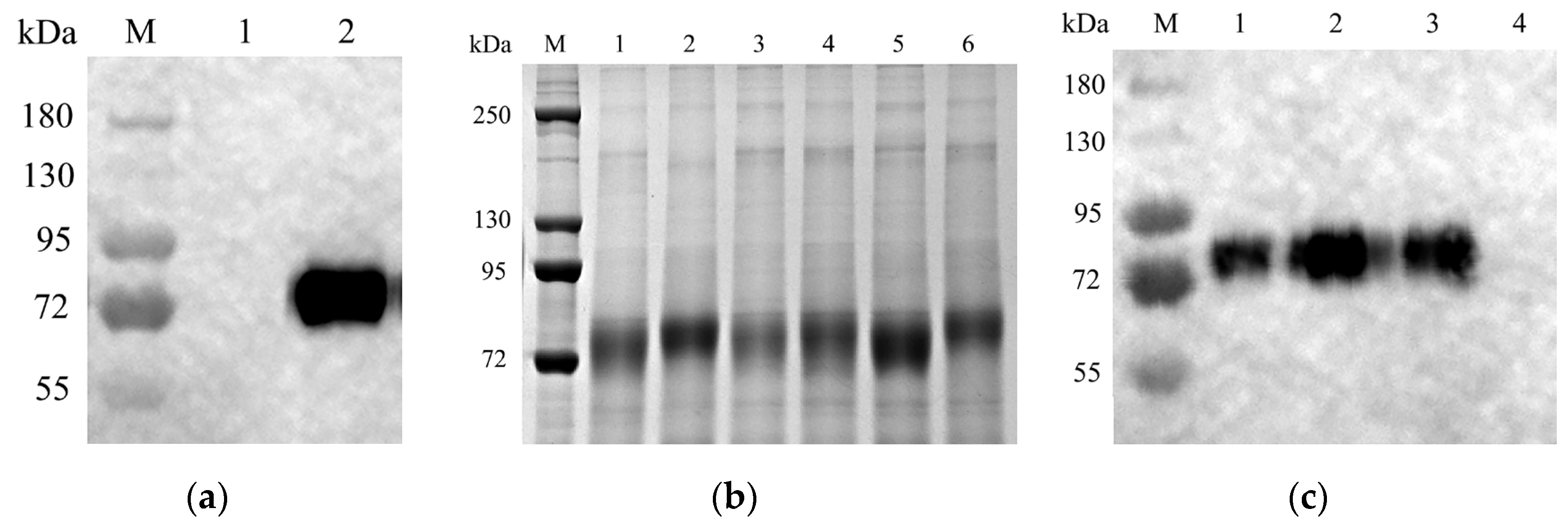Viruses 16 00163 g002