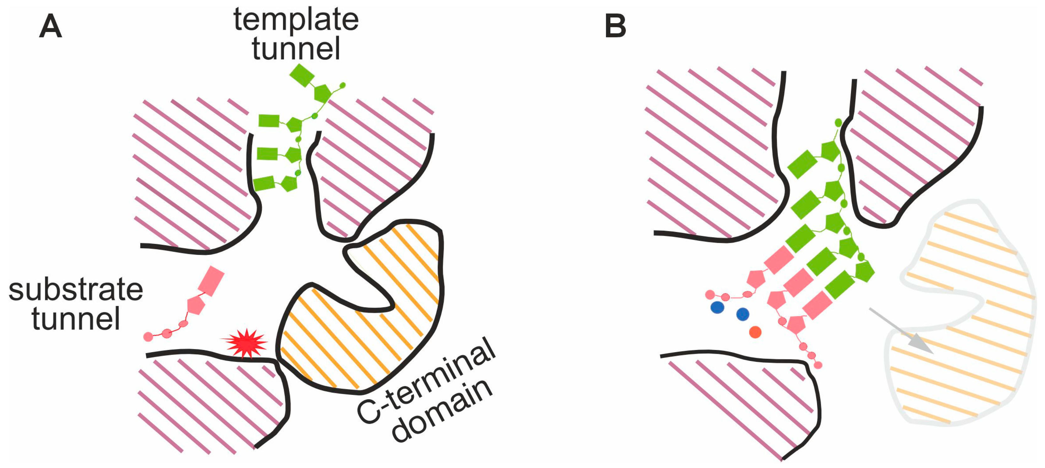 Viruses 16 00166 g001 Viruses 16 00166 g001