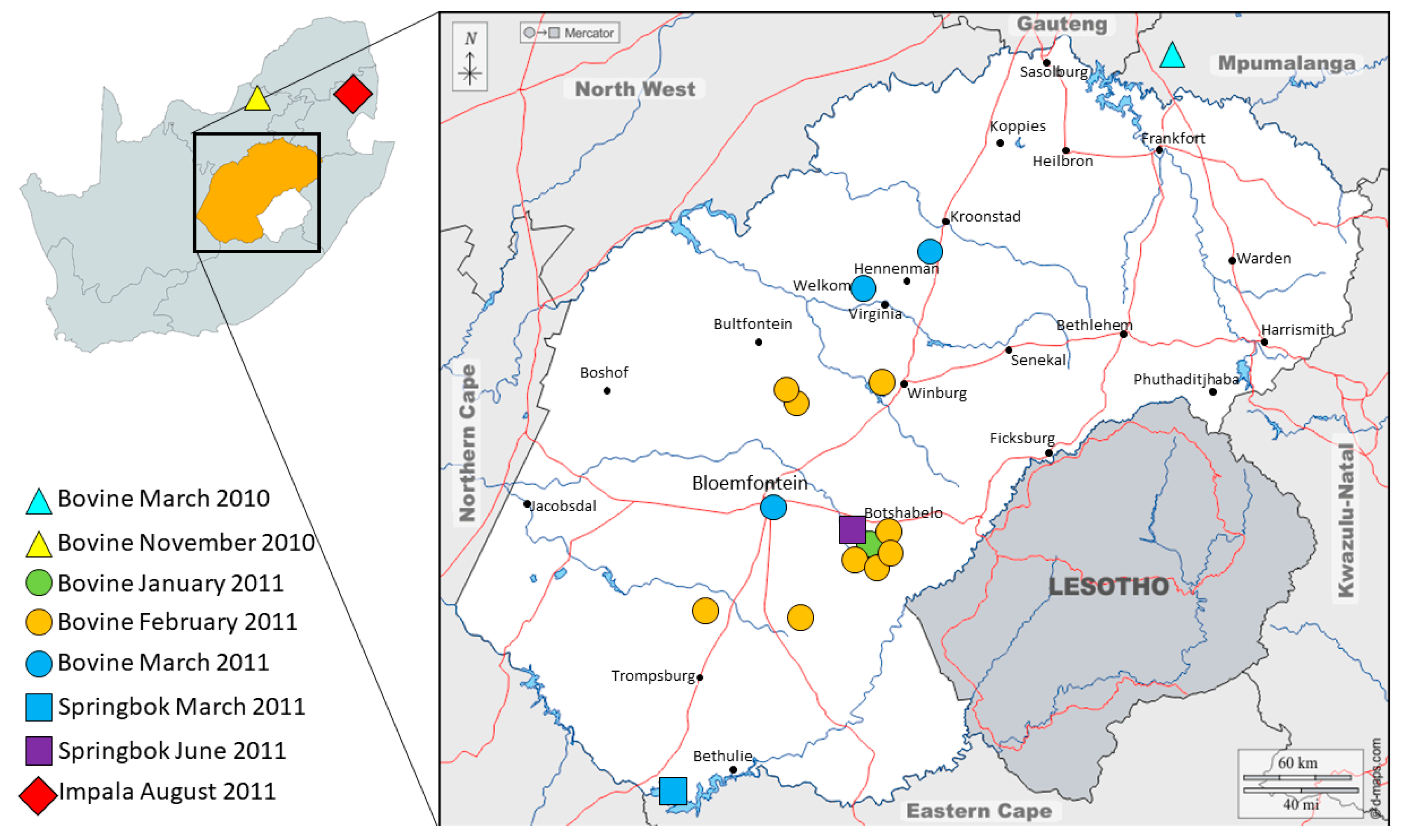 Viruses 16 00172 g002