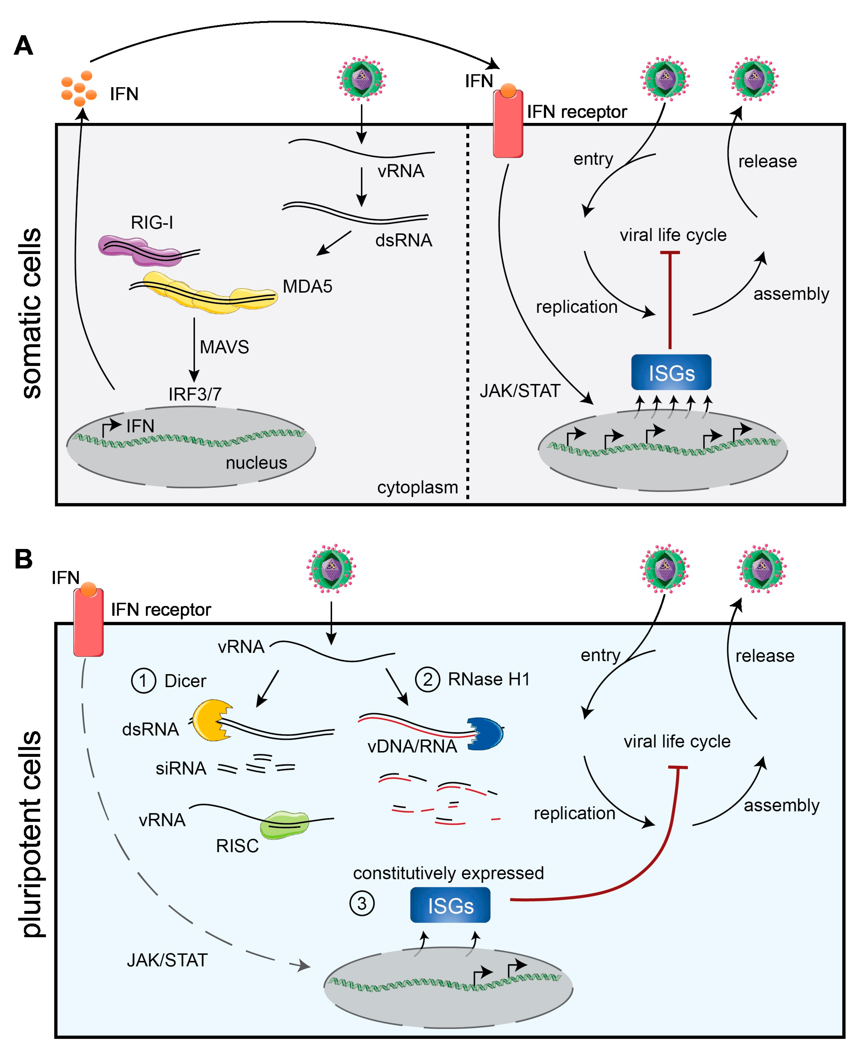 Viruses 16 00173 g001 Viruses 16 00173 g001