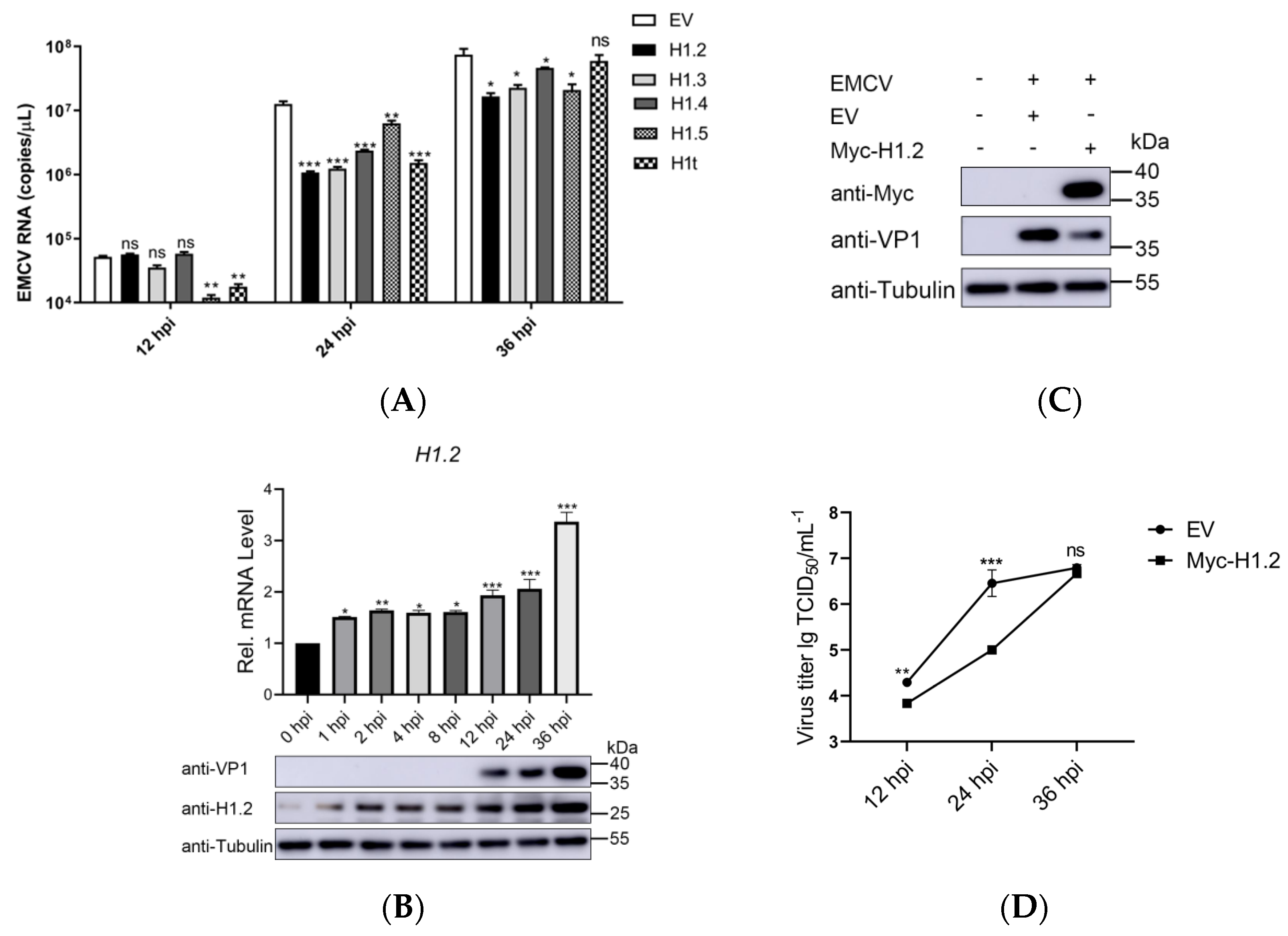 Viruses 16 00174 g001