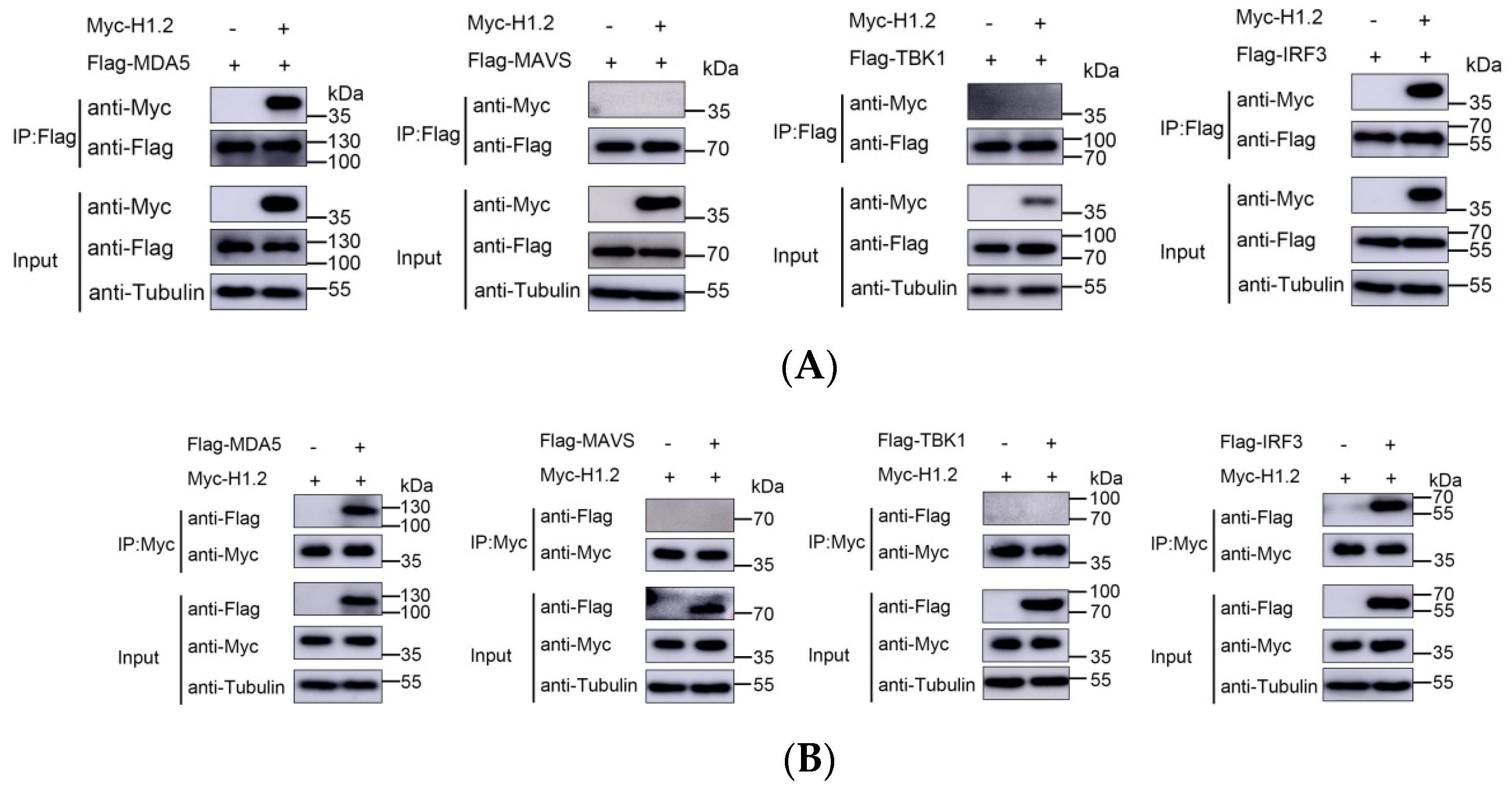 Viruses 16 00174 g005