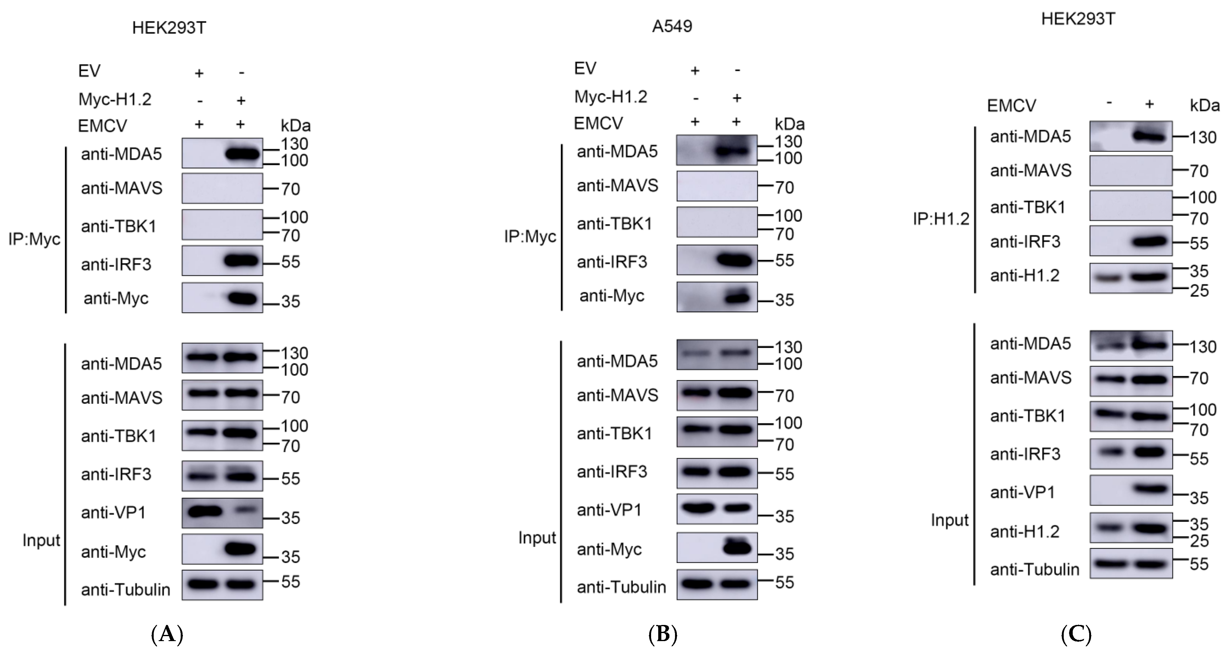 Viruses 16 00174 g006