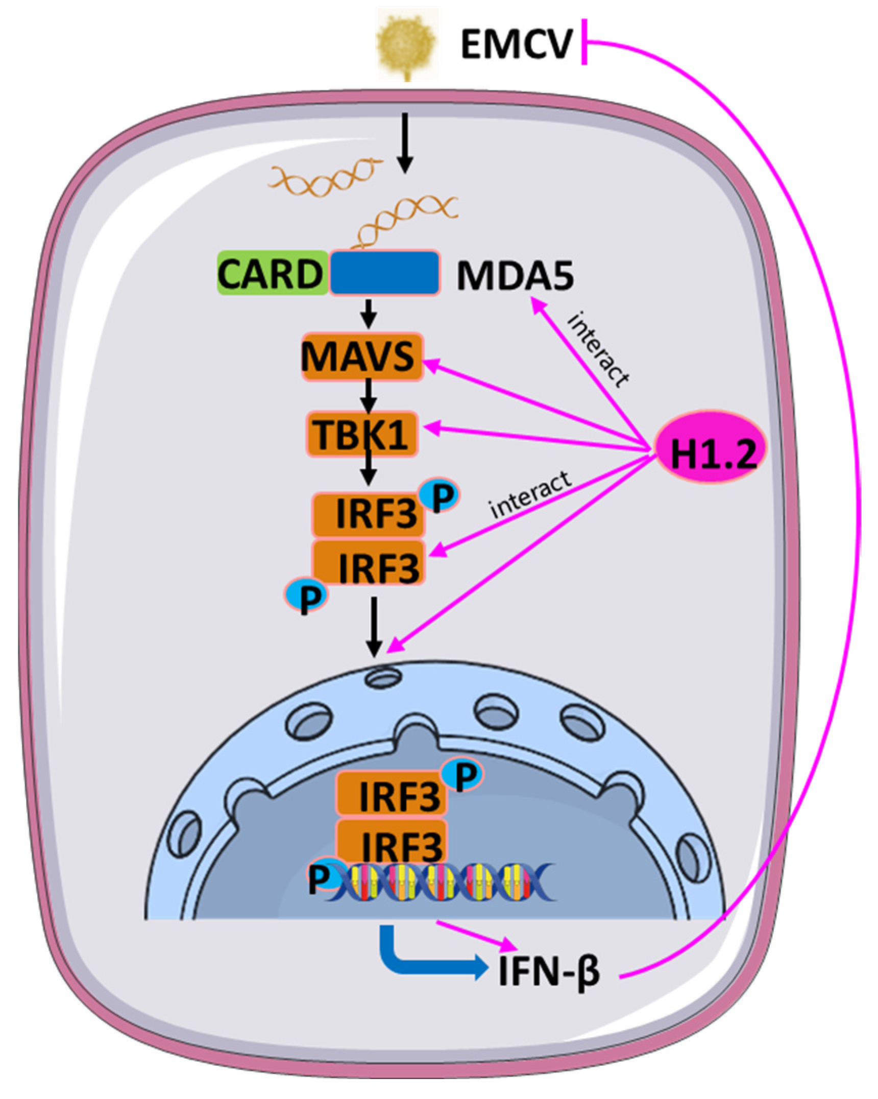 Viruses 16 00174 g008