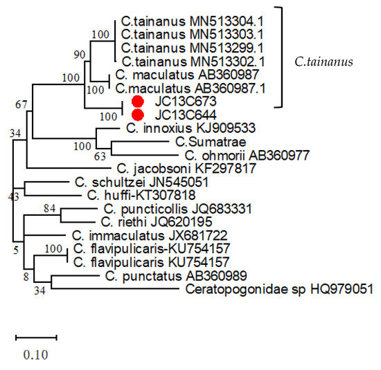 Isolation of Epizootic Hemorrhagic Disease Virus Serotype 10